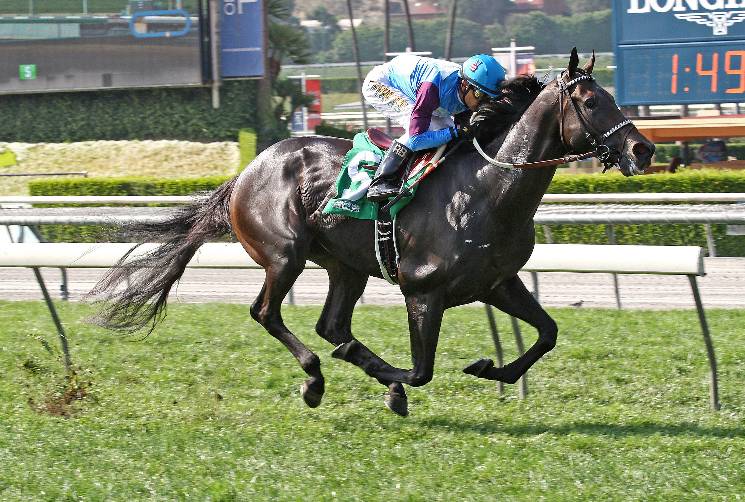 Bolo wins an allowance race