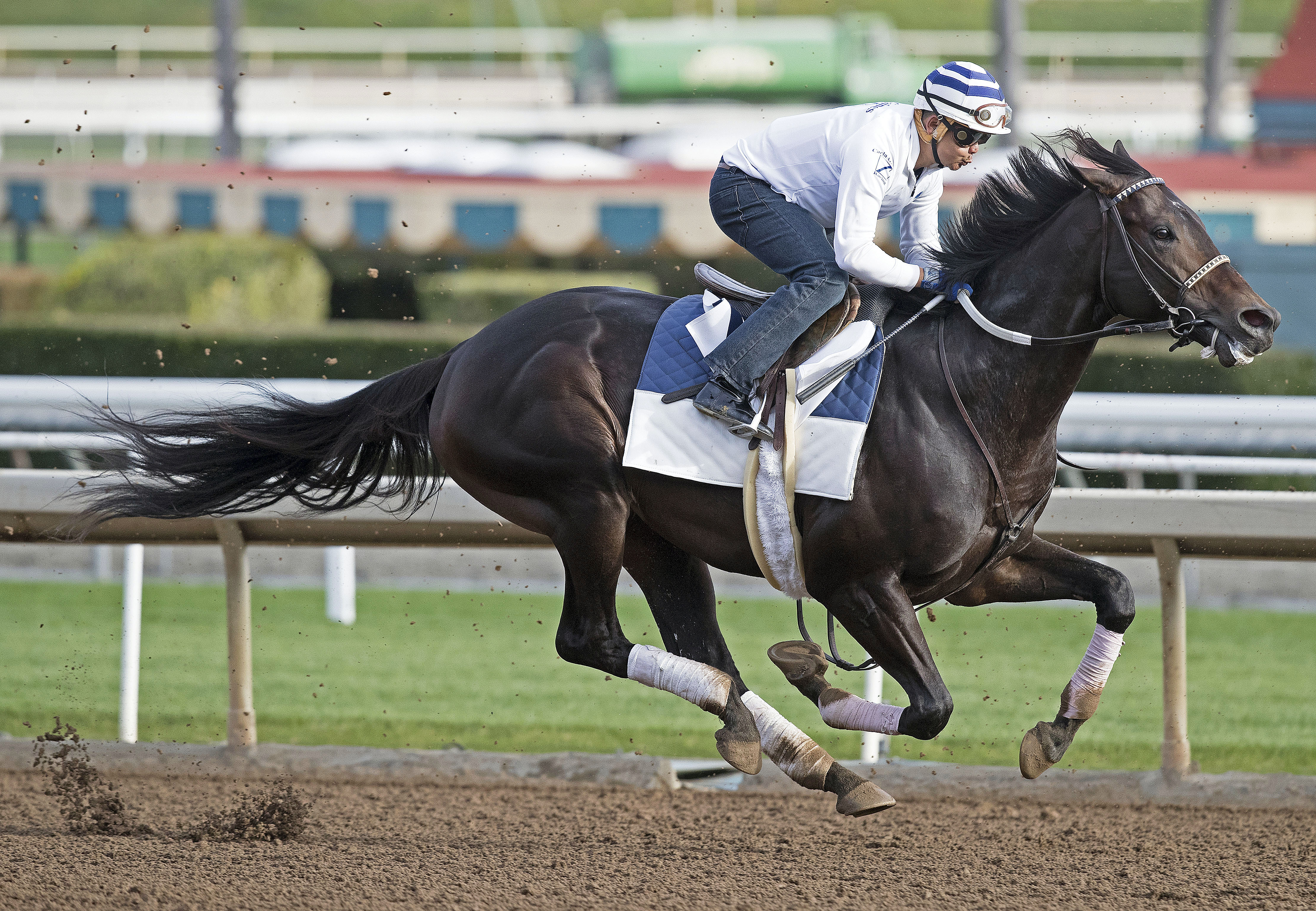 Bolo works at Santa Anita on March 4