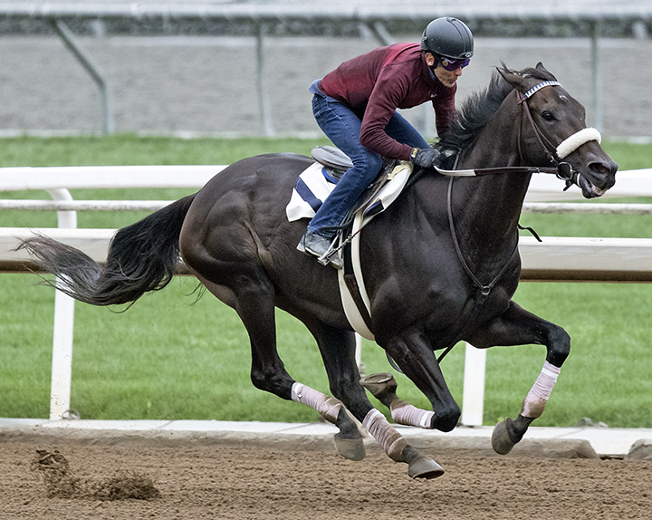 Bolo trains at Santa Anita Park on June 24