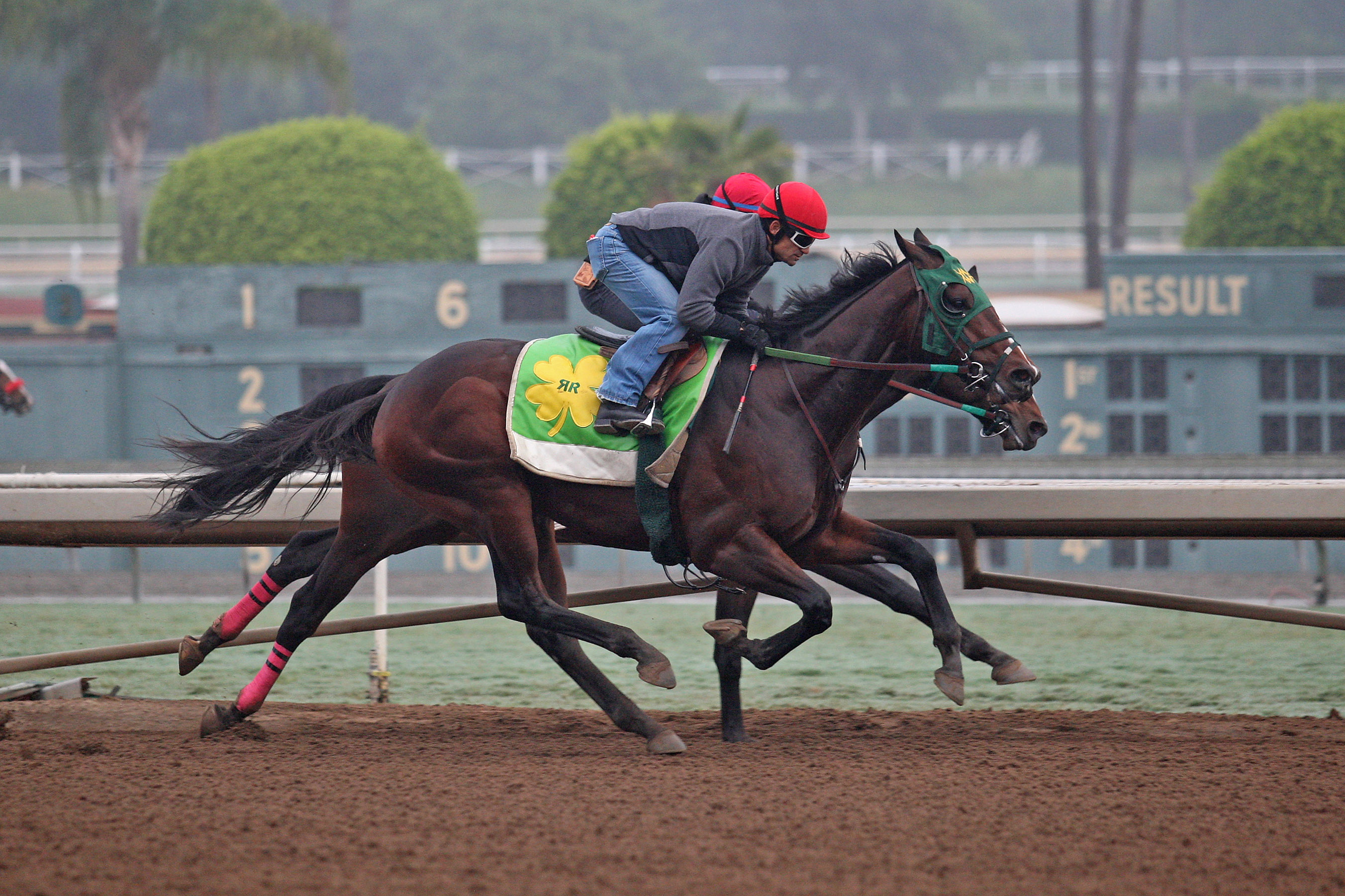 Bold d'Oro works at Santa Anita on Oct. 29
