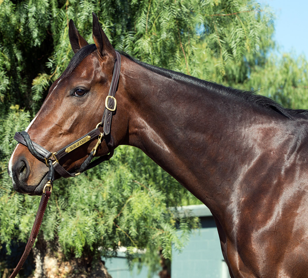 Bolt d'Oro, 2018