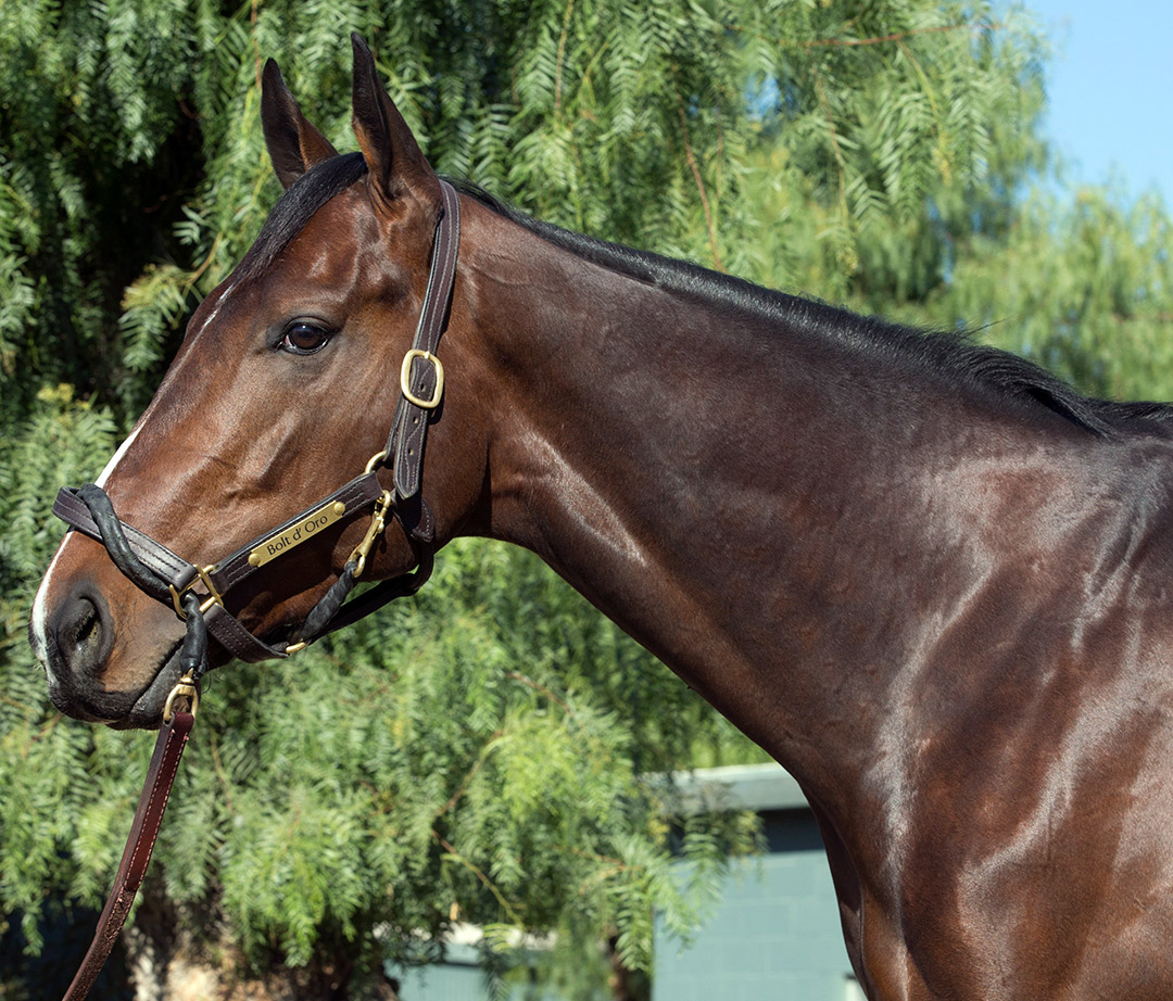 Bolt d'Oro 2018