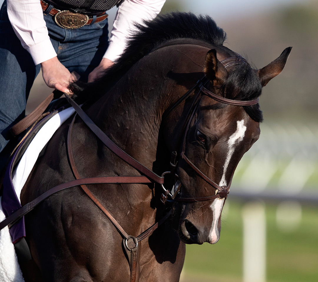 Bombard at Keeneland Racecourse in November 2020