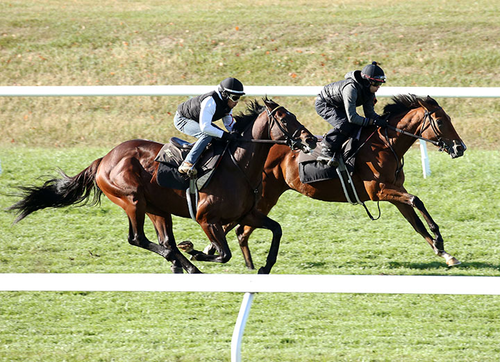 Bound for Nowhere (outside) trains with The Mackem Bullet at Keeneland on Oct. 13