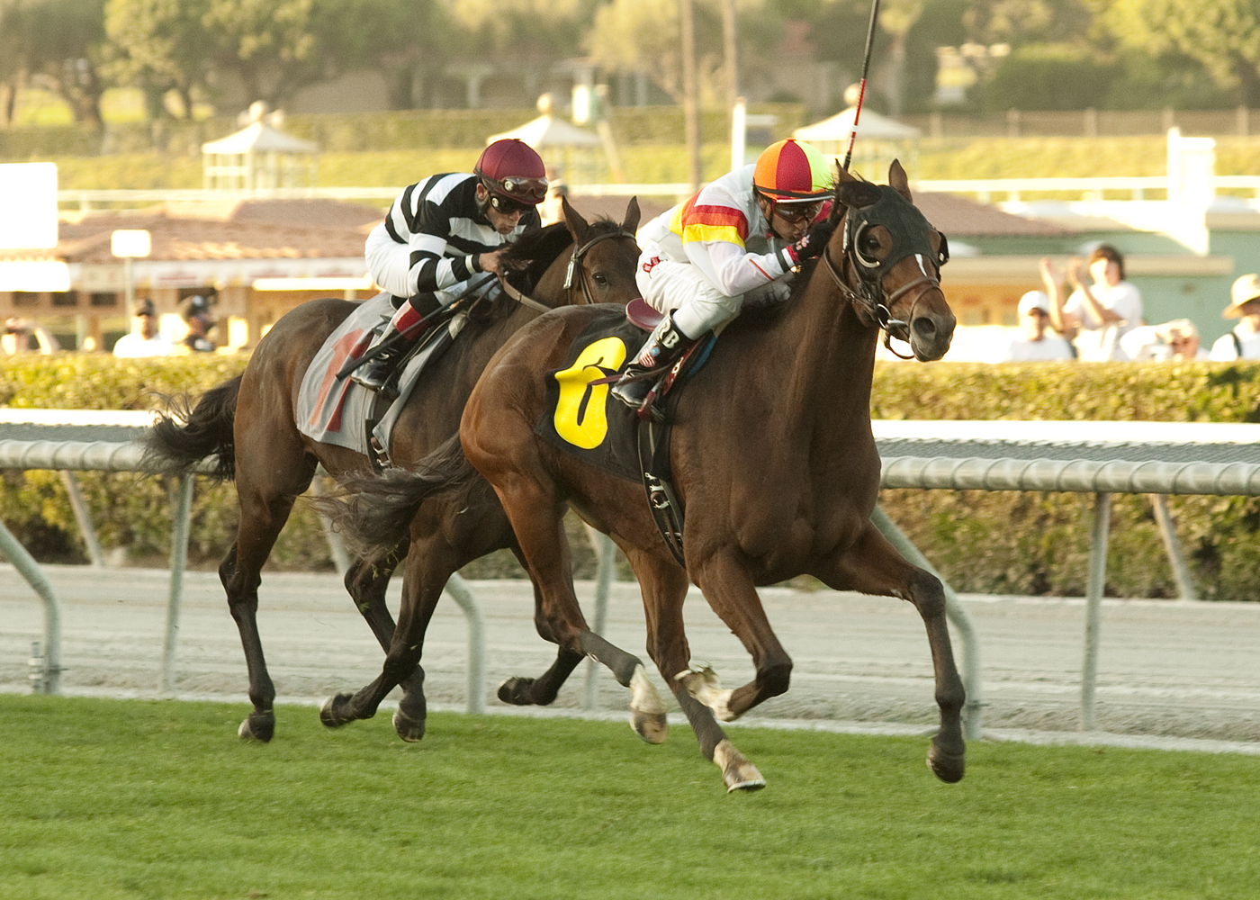 Bourbon Bay/Champ Pegasus