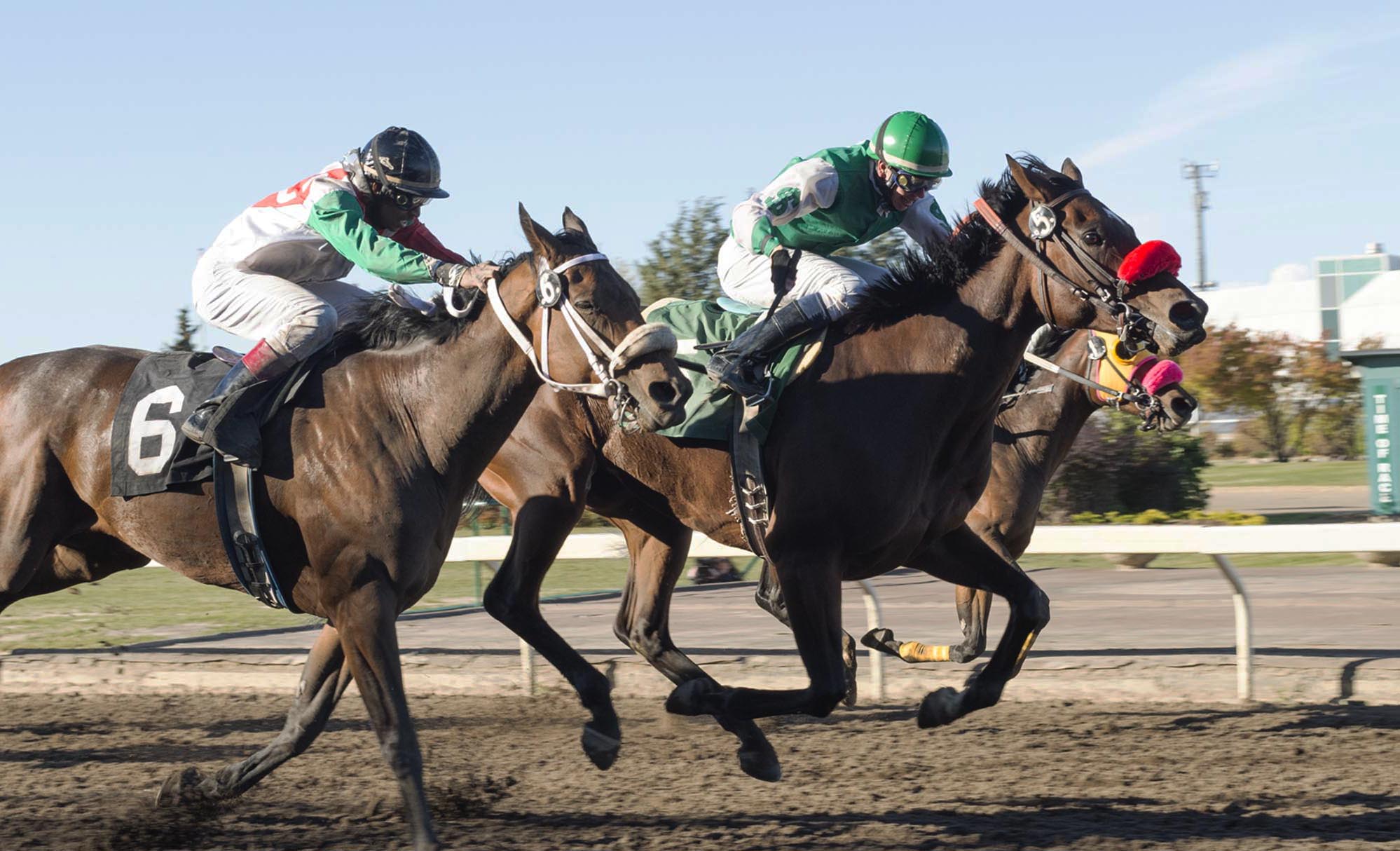 Brady's Tomboy wins the 2014 Duchess of York