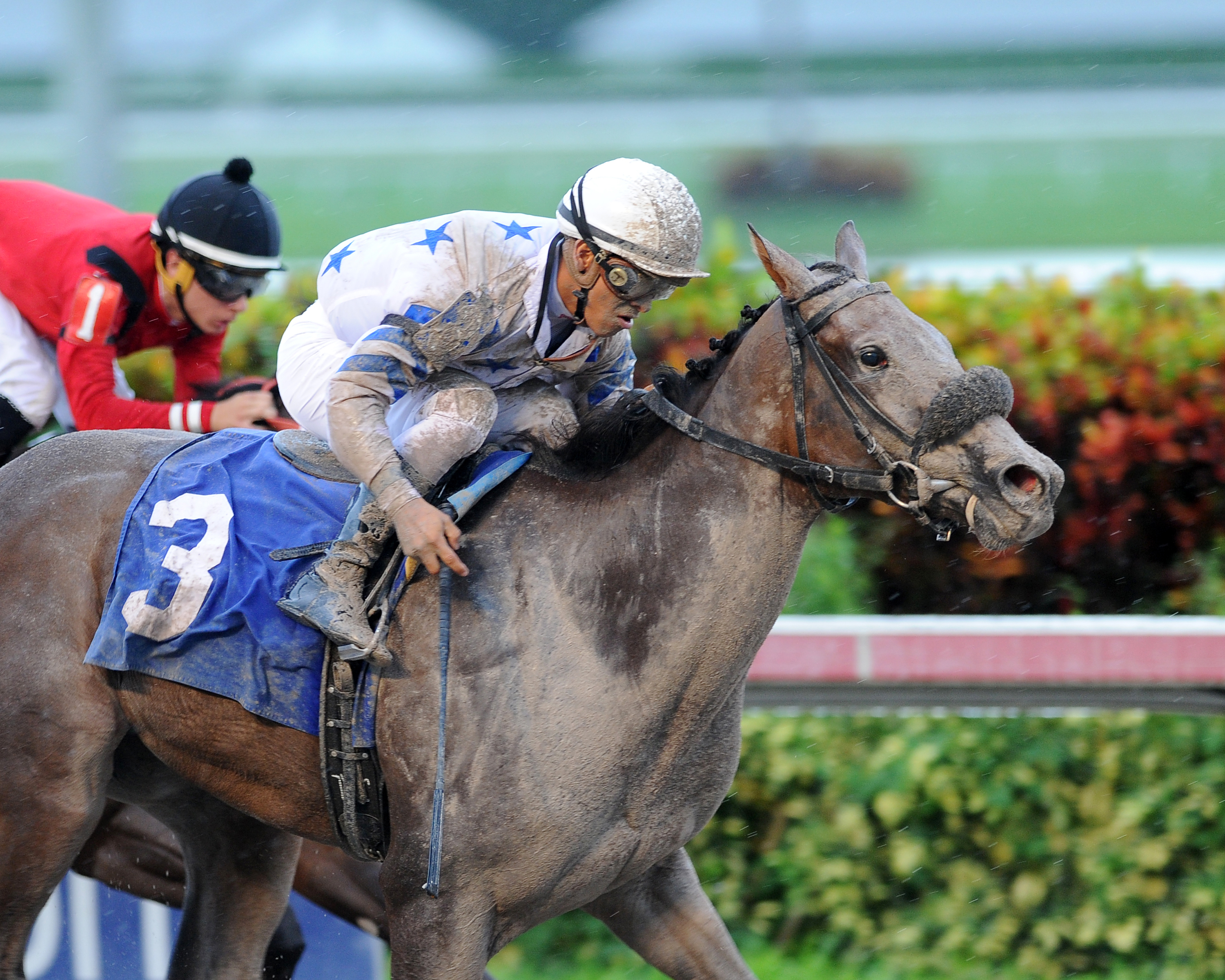 Brahms Cat wins a Sept. 24 maiden race