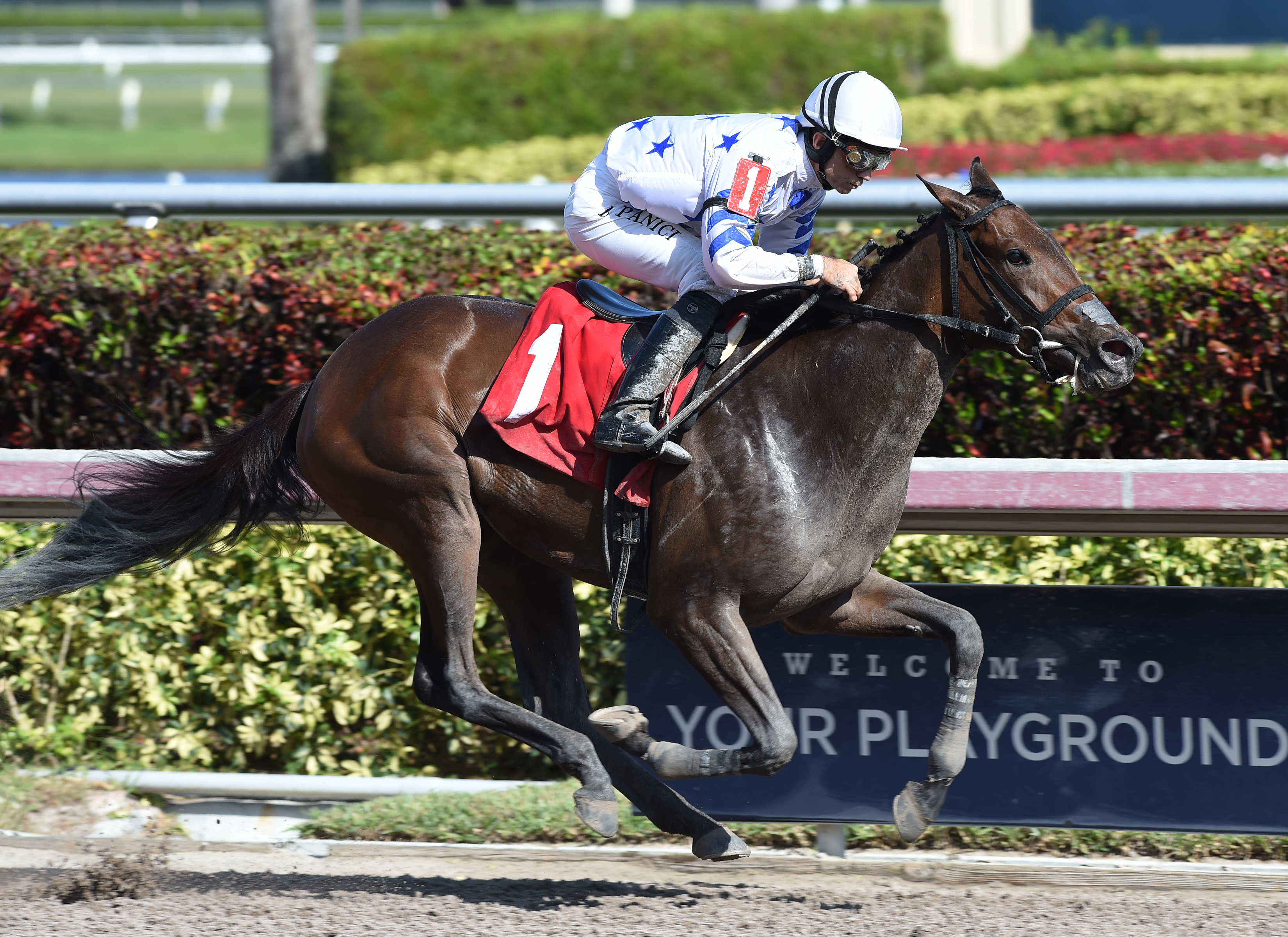 Brahms Cat wins a Jan. 20 allowance race