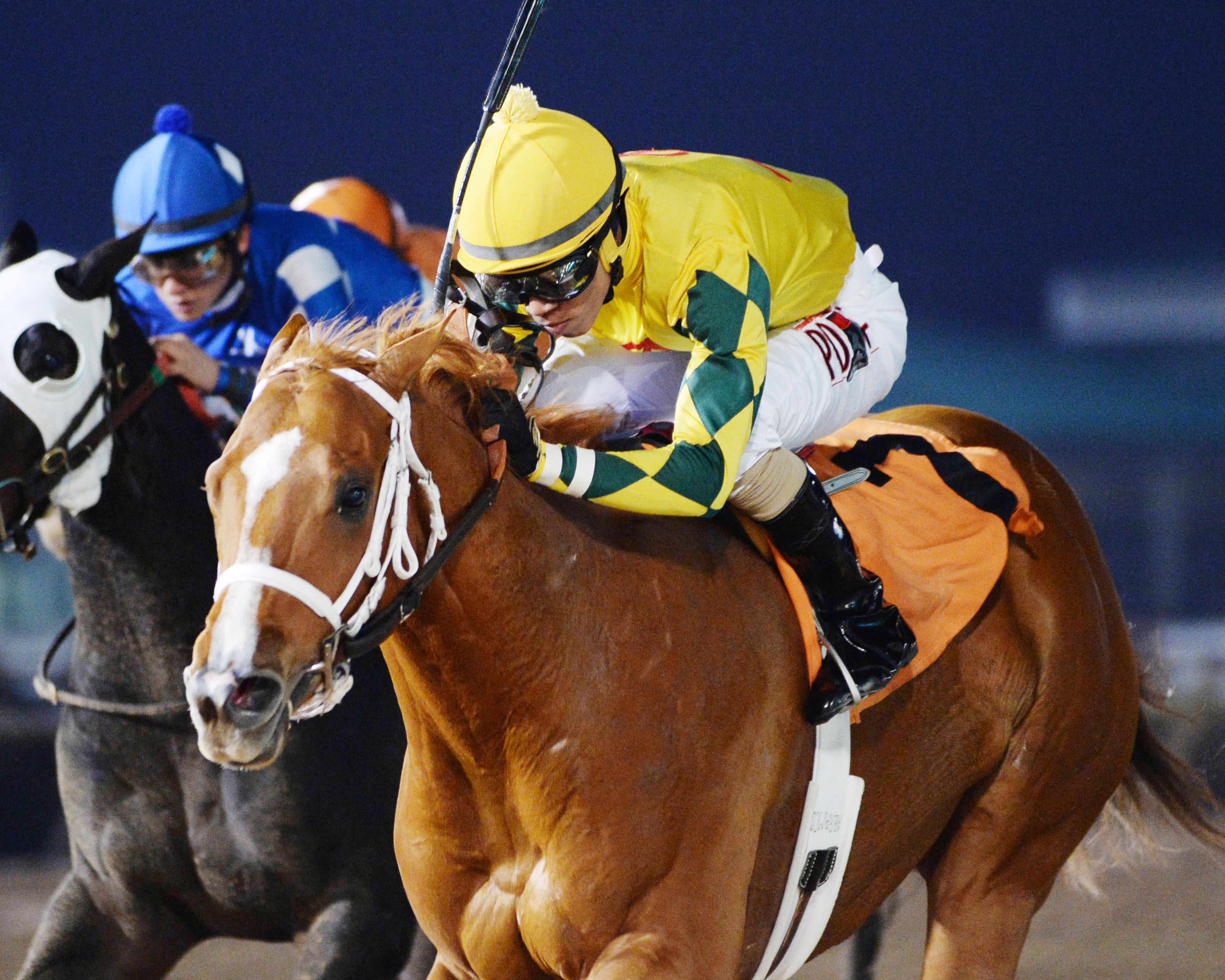 Bravura wins the Groovy Stakes