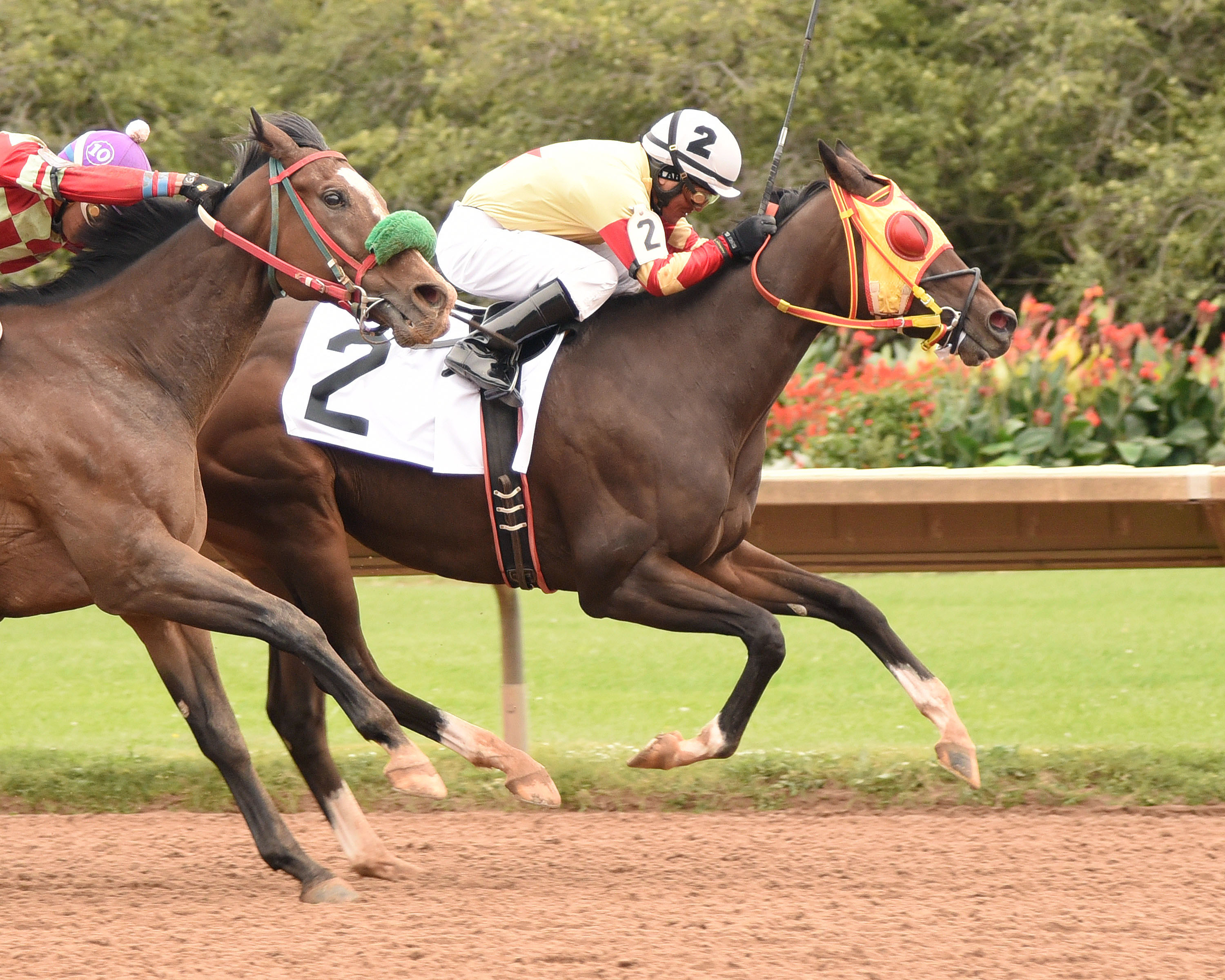 Breakin the Fever wins the Leon Reed Memorial Stakes