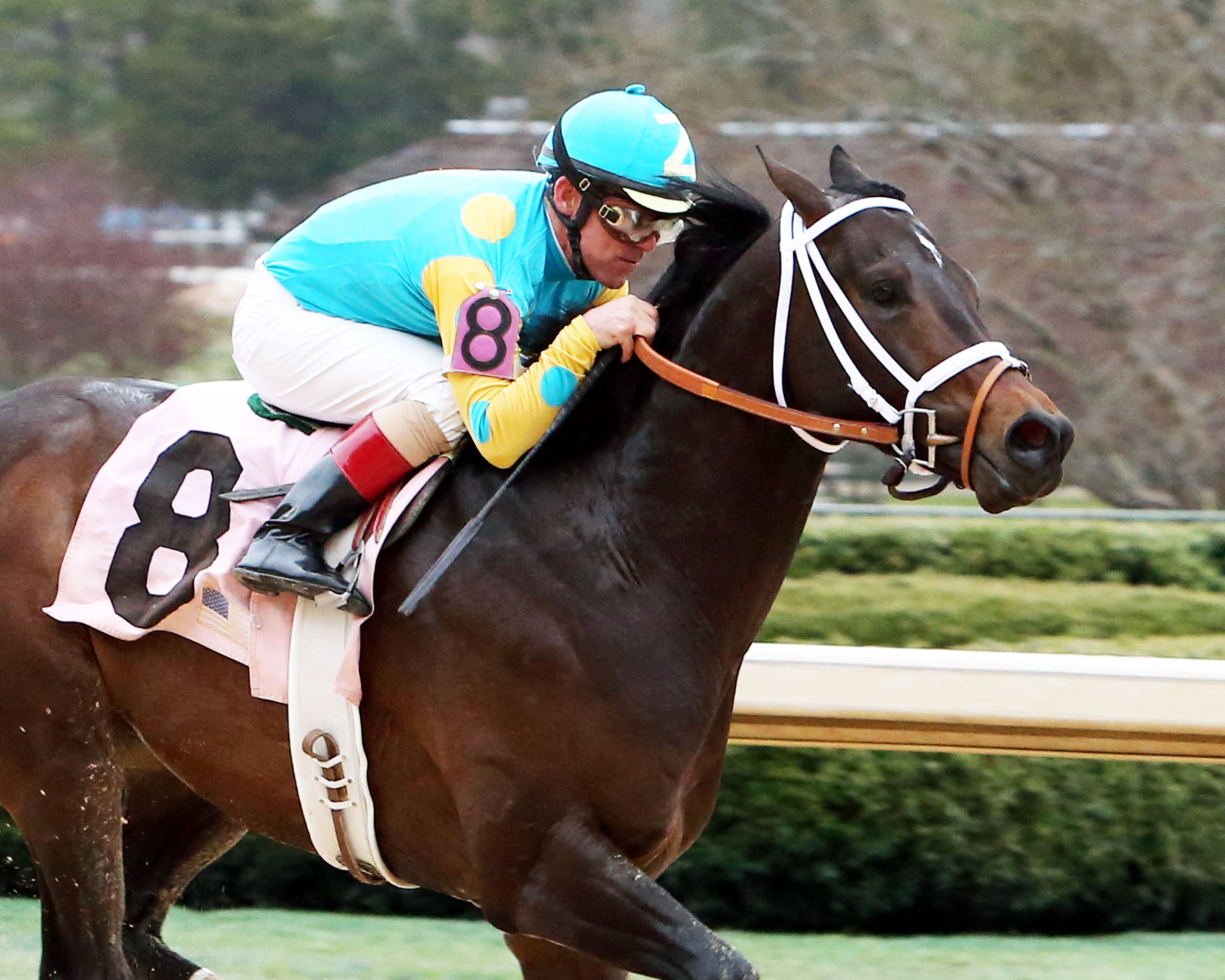 Brewing wins the Gazebo Stakes