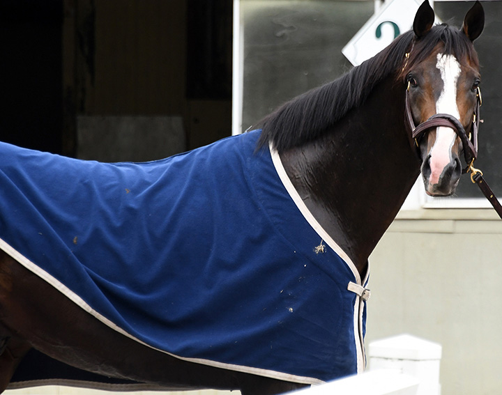 Bricks and Mortar at Belmont Park on Oct. 20