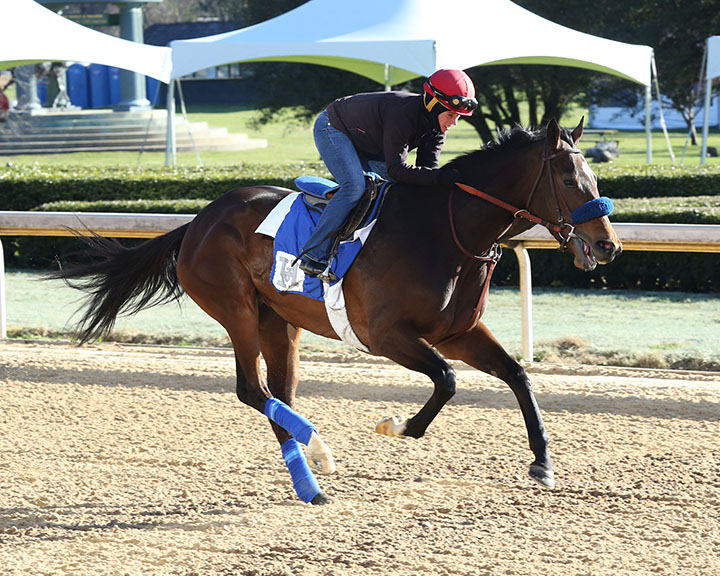 Brill trains at Oaklawn on March 15