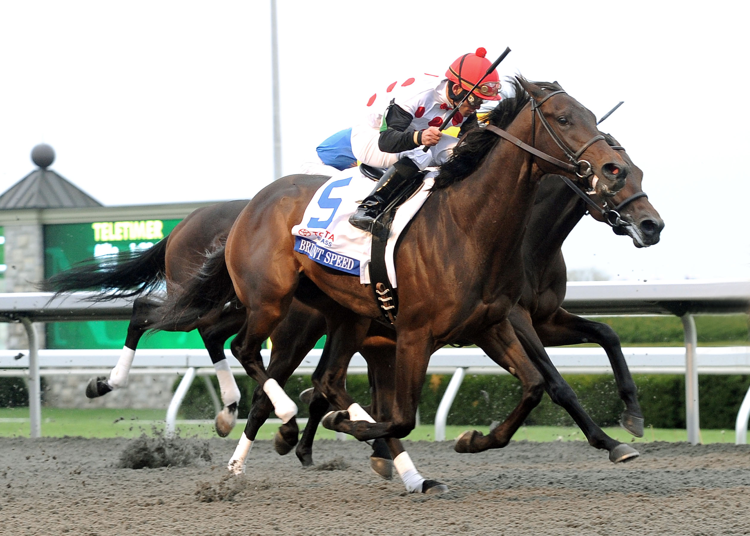 Brilliant Speed, Blue Grass