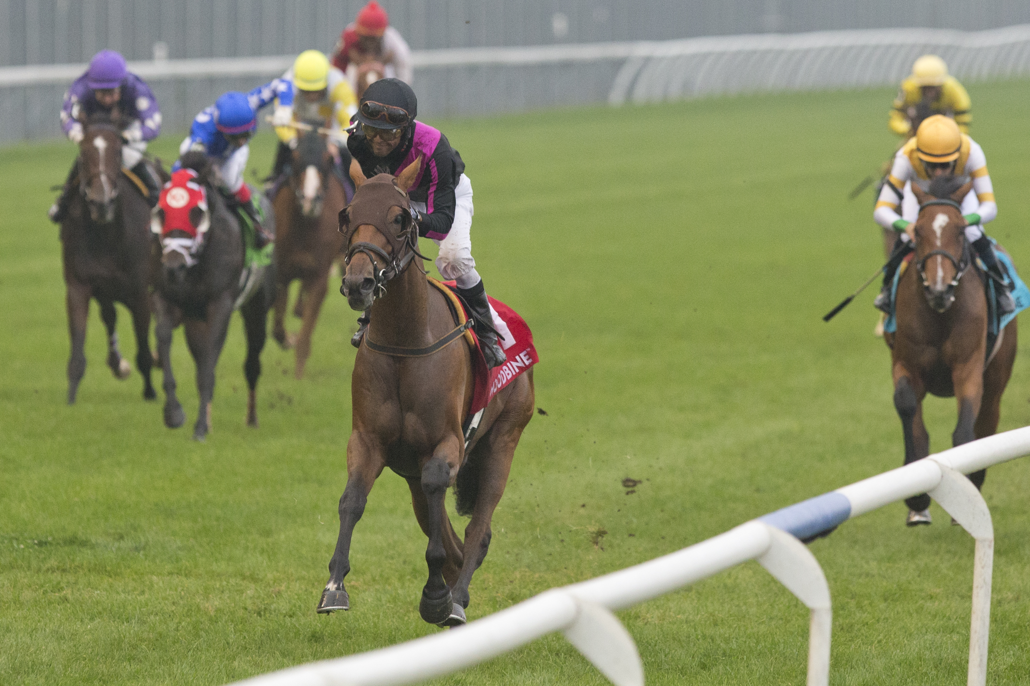British Royalty wins the Breeders' at Woodbine on Oct 3 2021