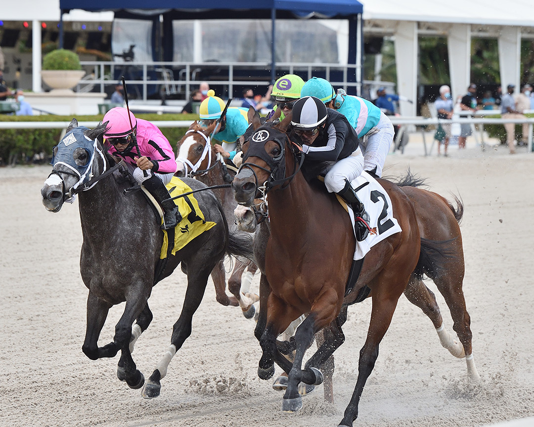 Bronx Beauty (left) finishes second in the 2020 Sugar Swirl Stakes at Gulfstream