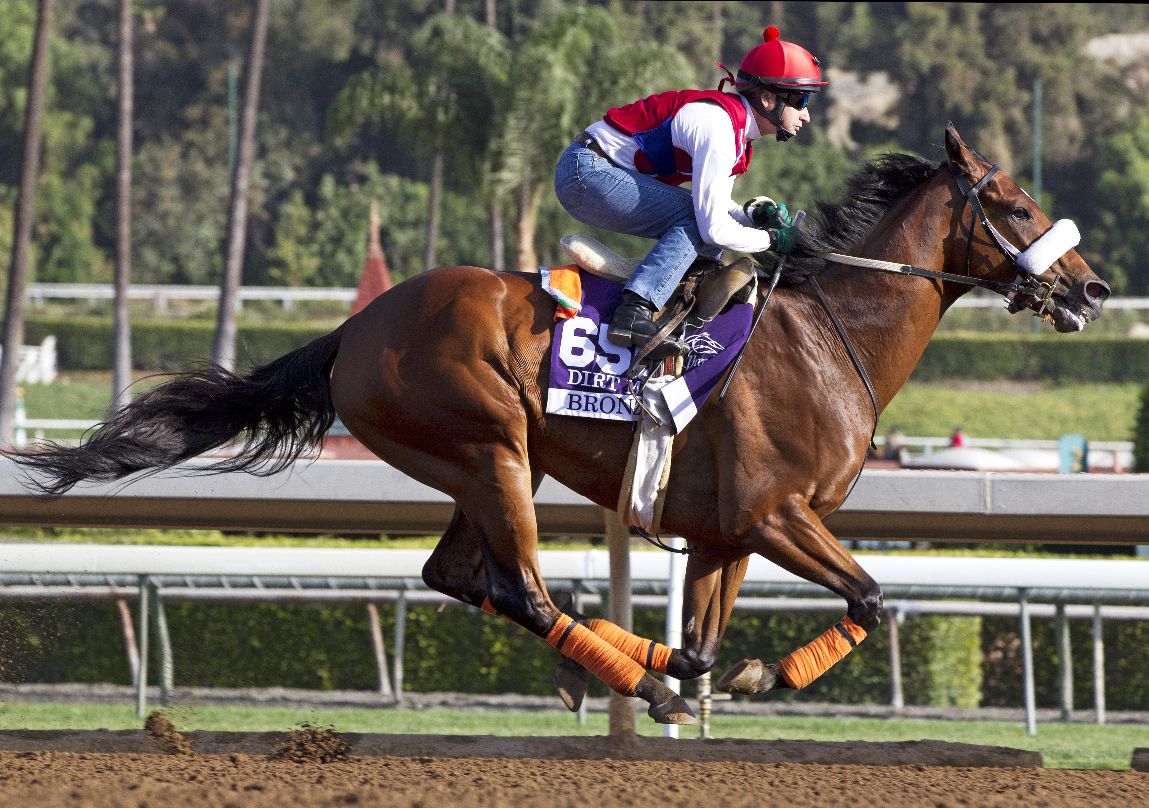 Bronzo trains at Santa Anita on Oct. 27