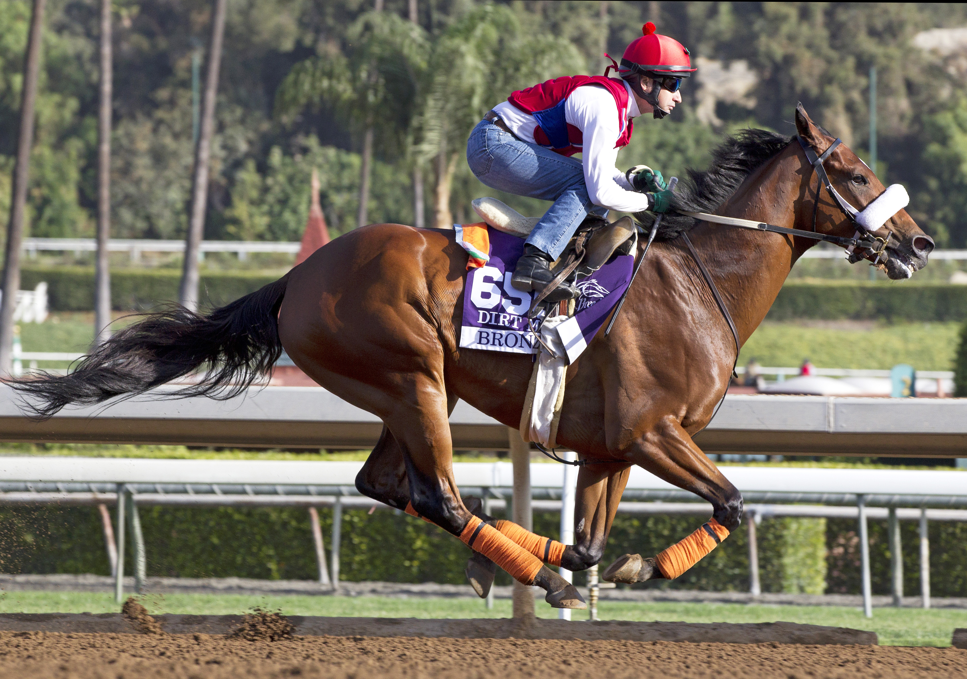 Bronzo trains for the Breeders' Cup