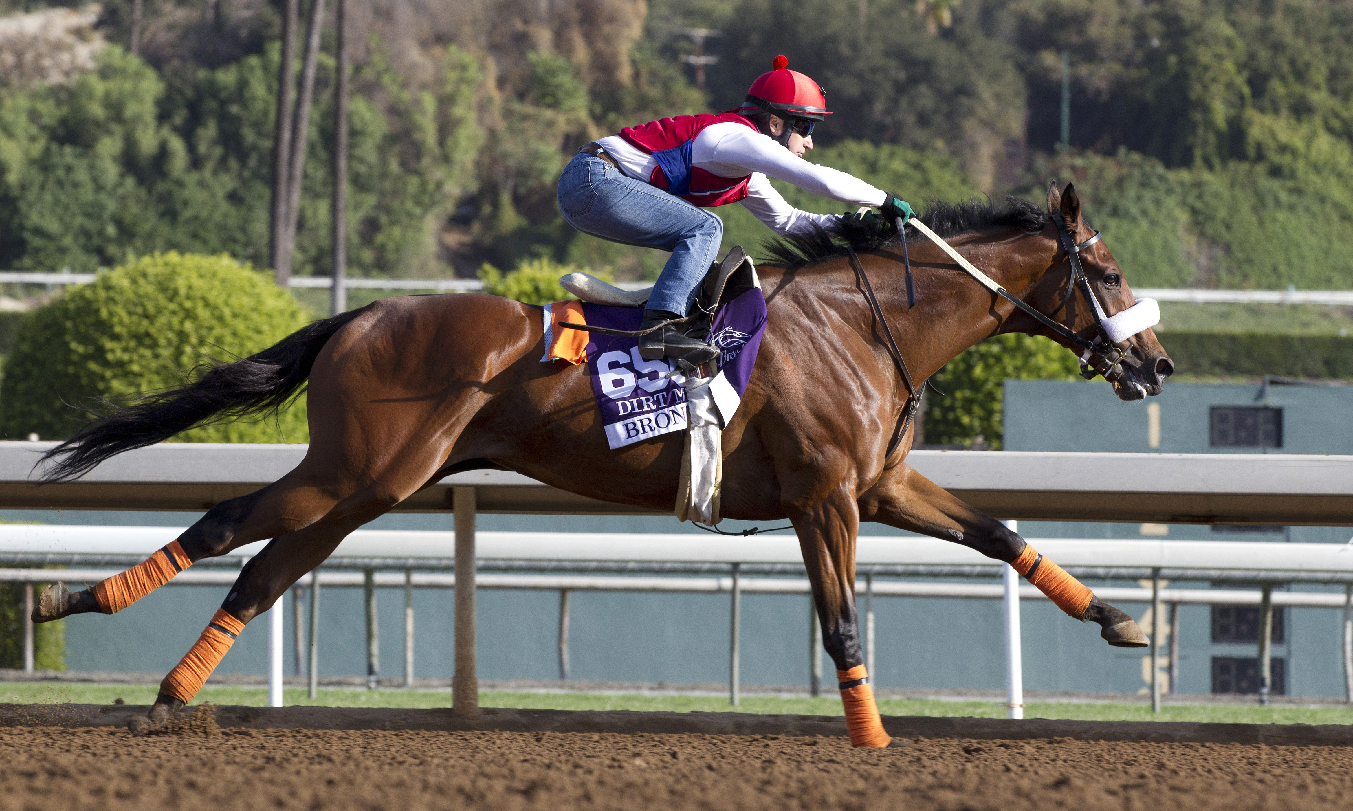 Bronzo trains for Breeders' Cup