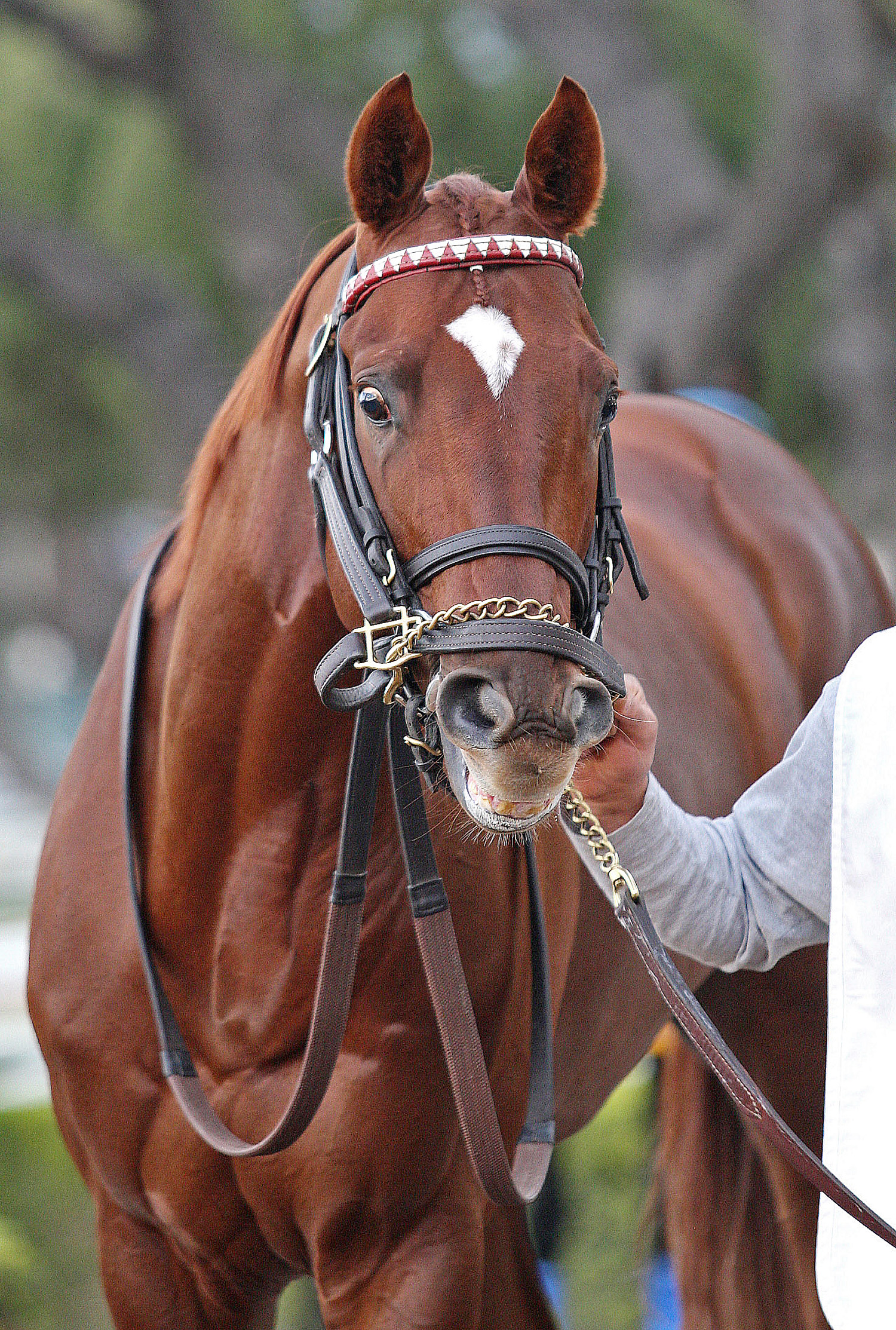Brother Francis December 2011