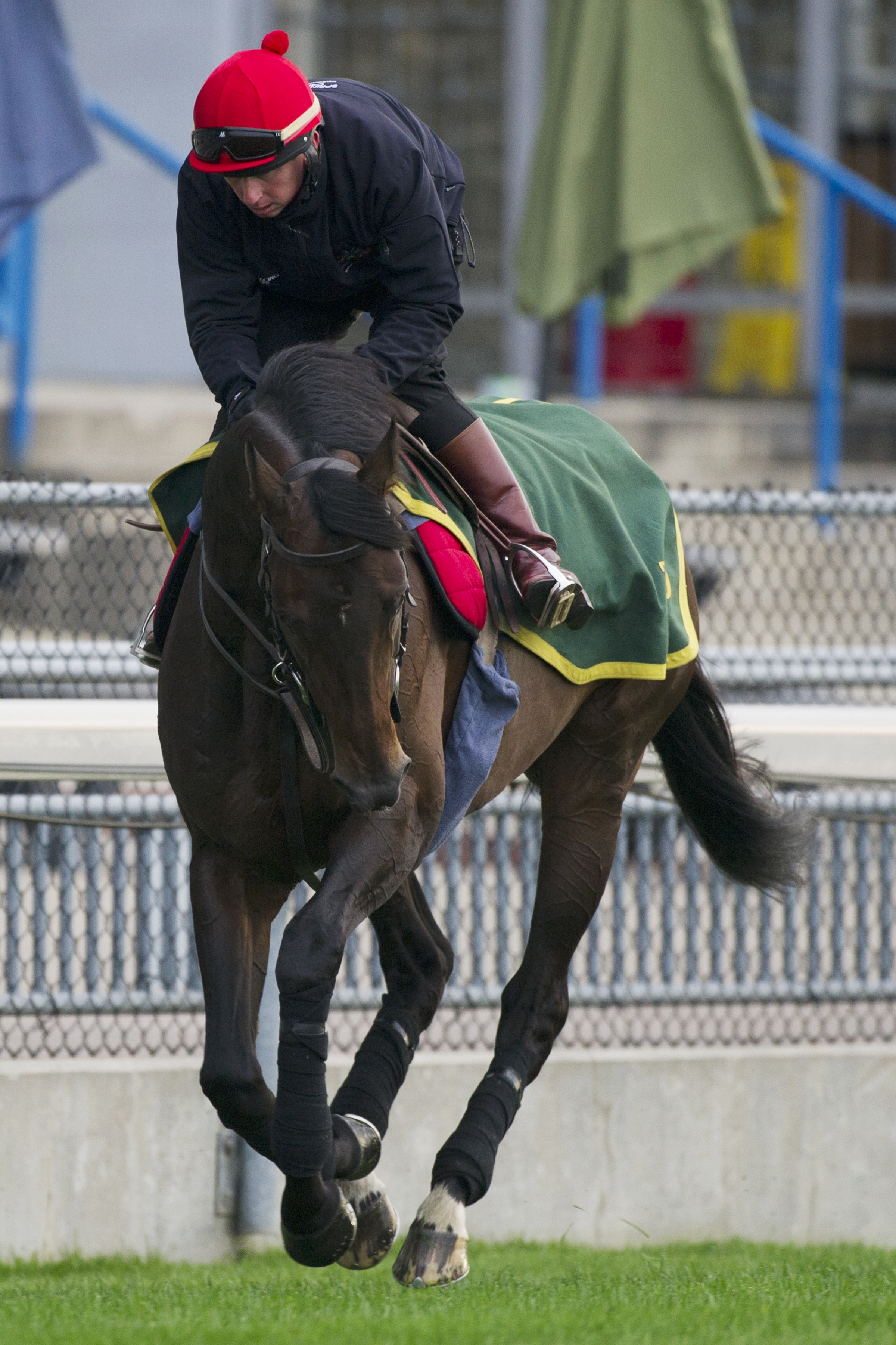 Brown Panther gallops at Woodbine