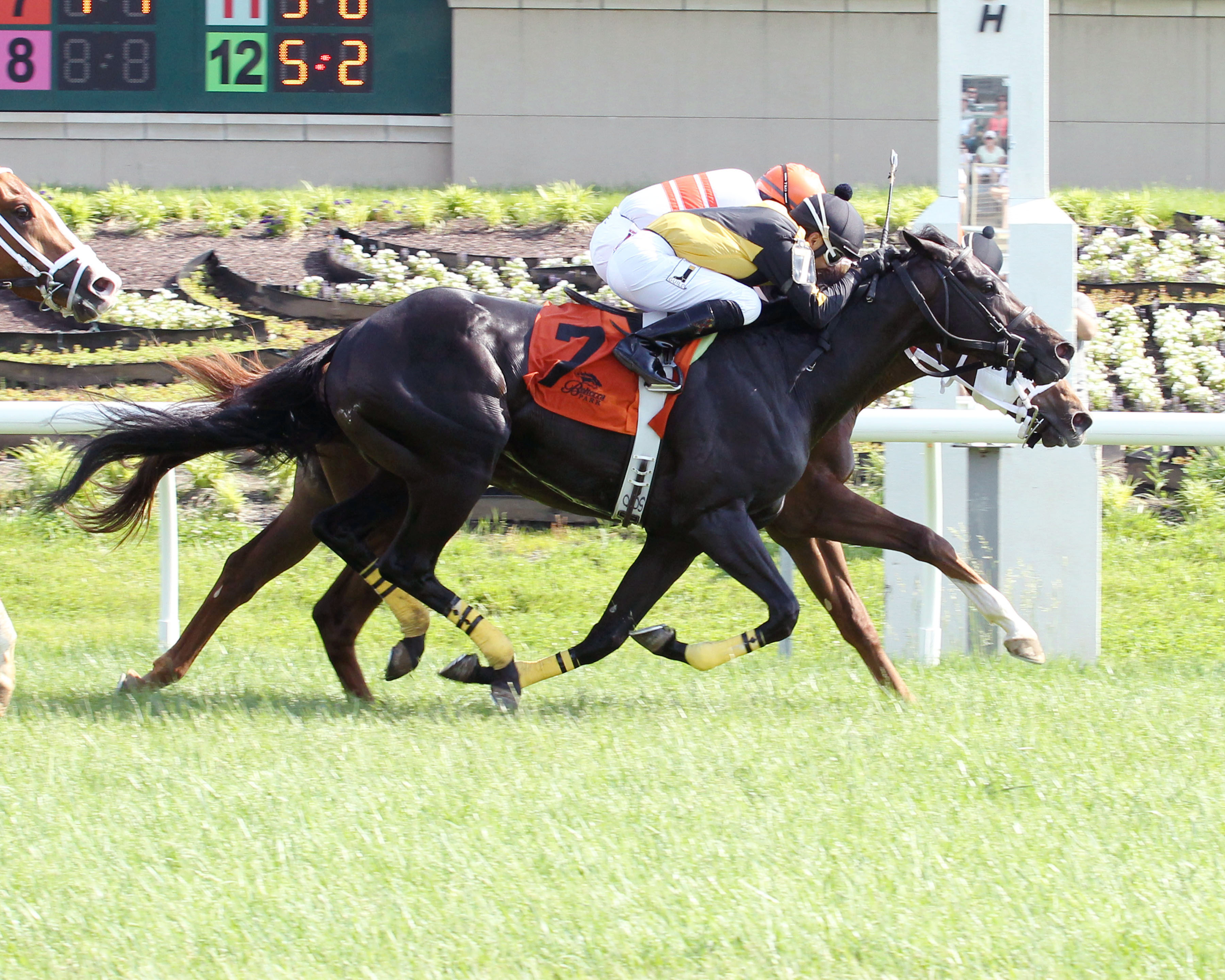 Bucket Beat and Linda's Luck dead heat in the Green Carpet Stakes