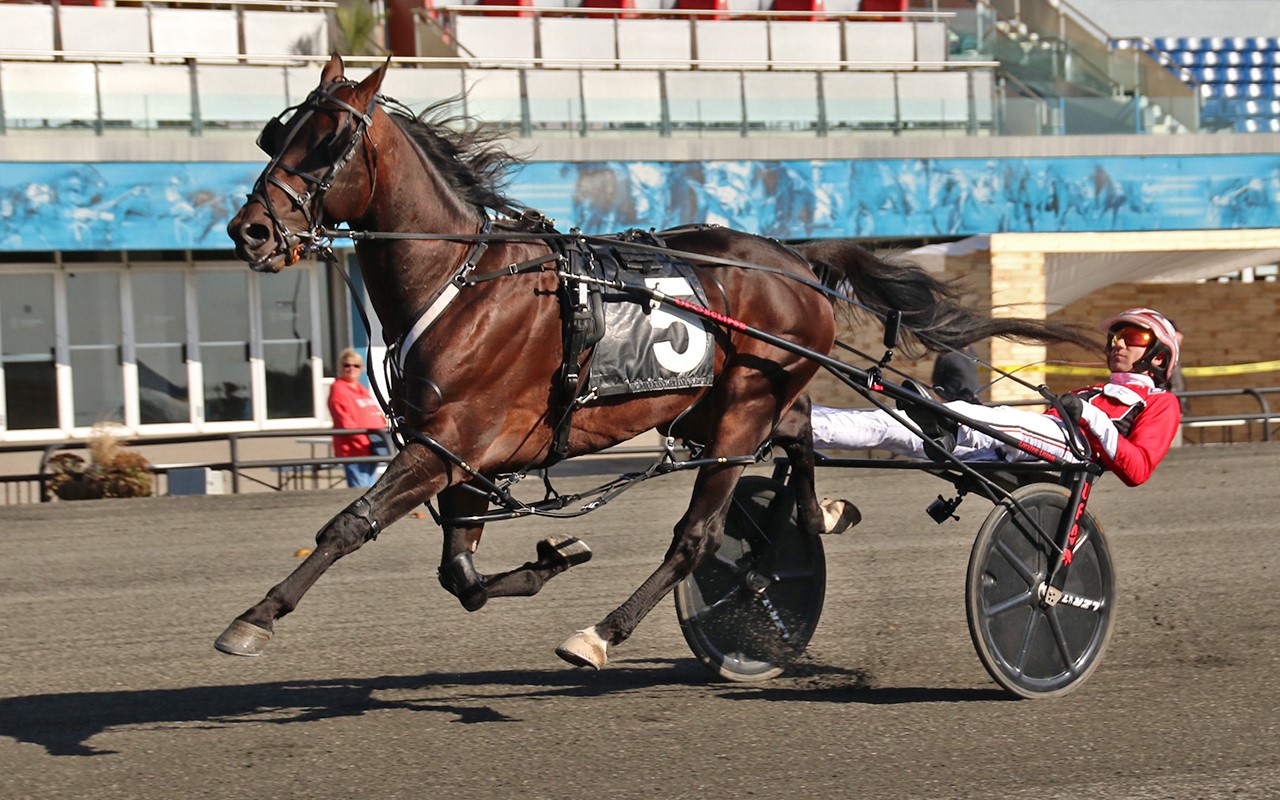 Bulldog Hanover