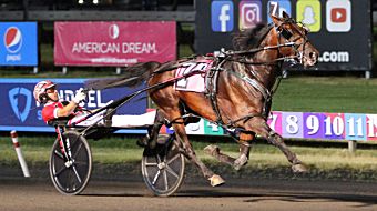 Bulldog Hanover