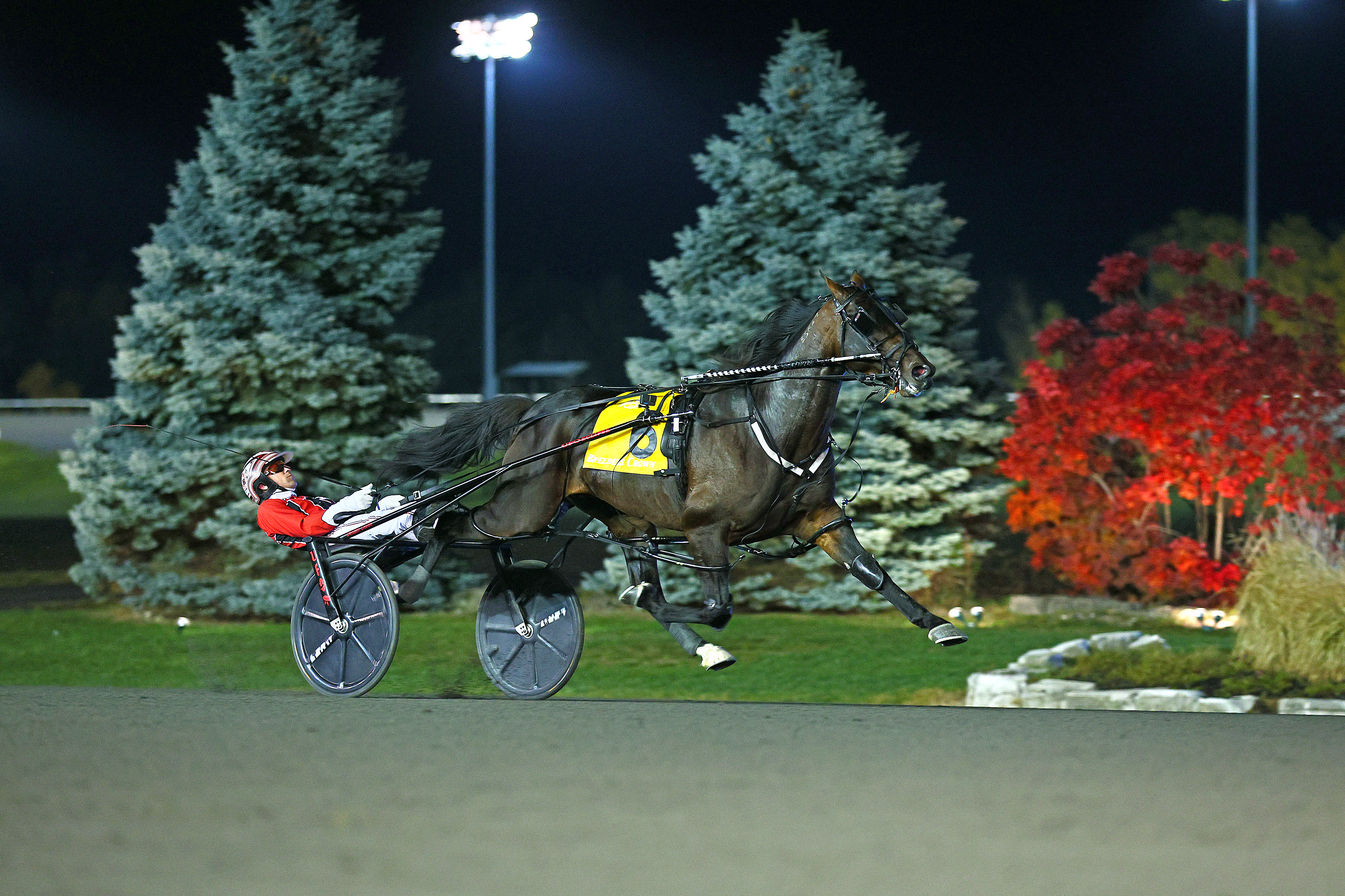 Bulldog Hanover