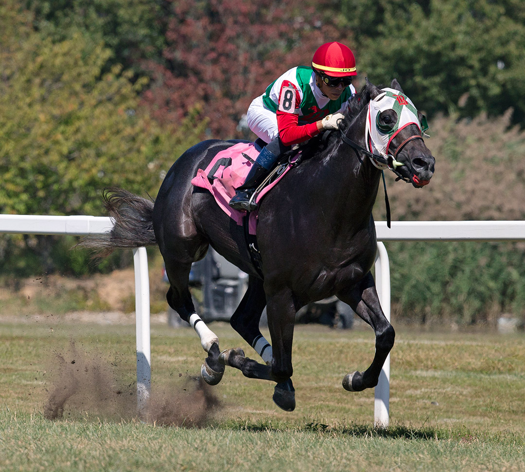 Buy Land and See wins a 2019 maiden race at Parx Racing