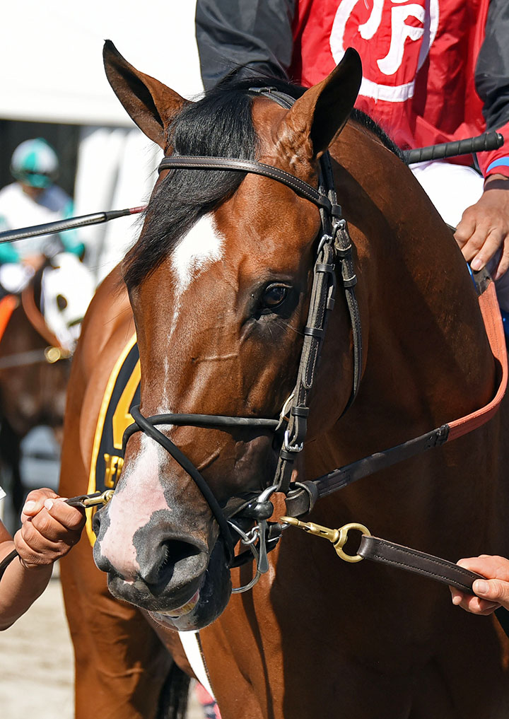 C Z Rocket on Aug. 25 at Saratoga