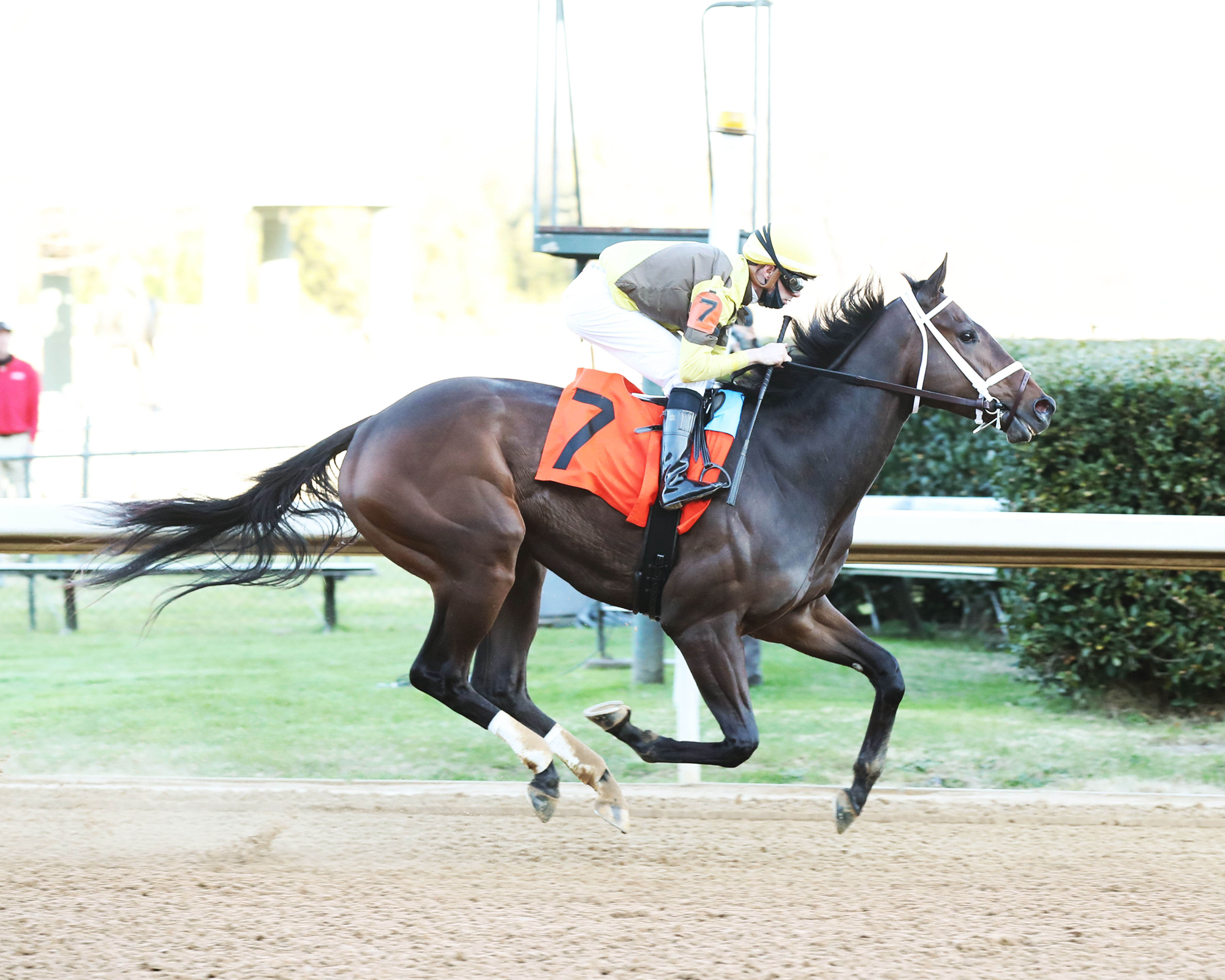 Caddo River - Smarty Jones S.