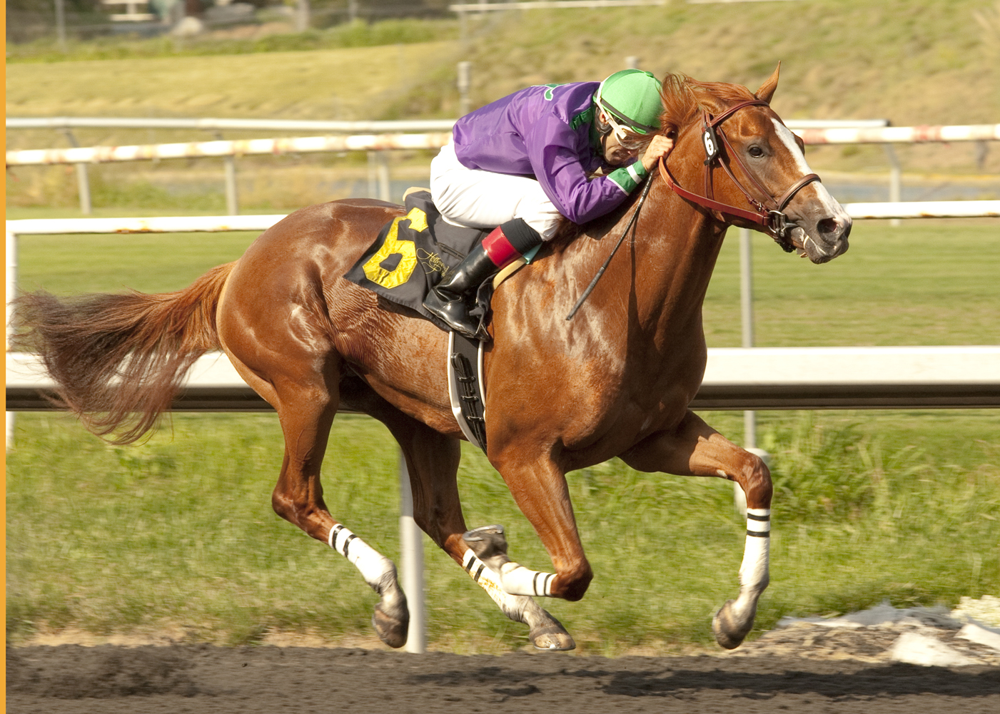 California Chrome