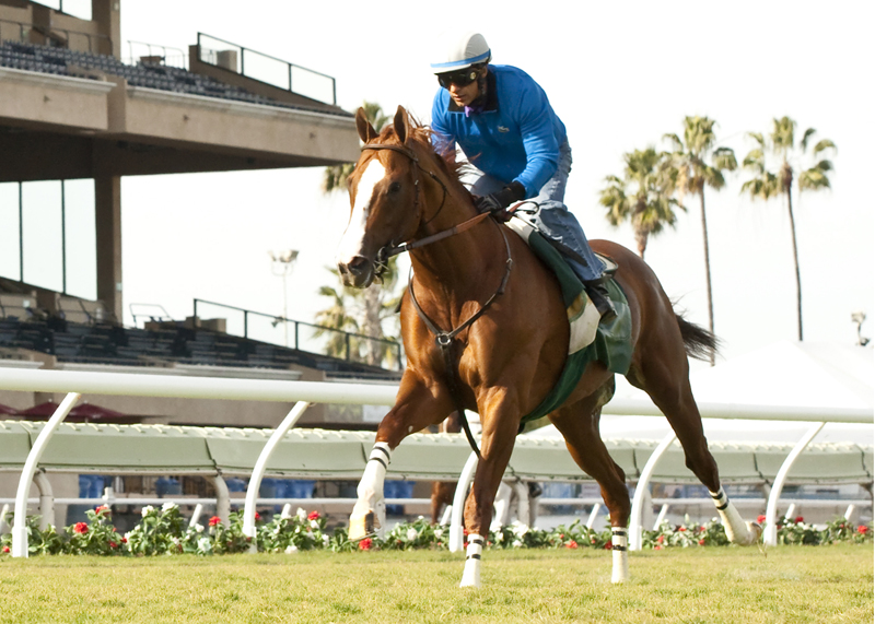 California Chrome turf 11-23-2014