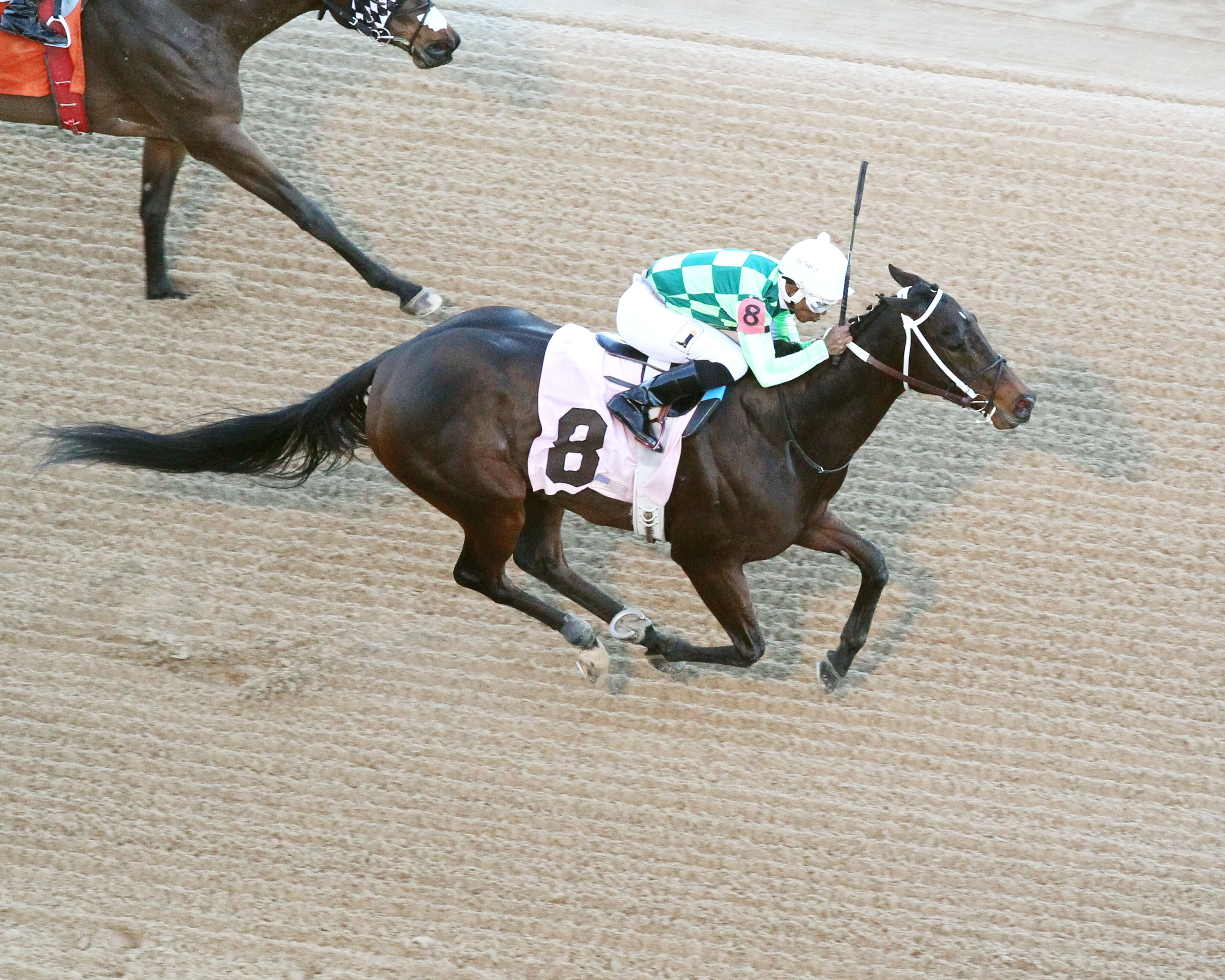 Chanteline wins the 2018 Spring Fever Stakes