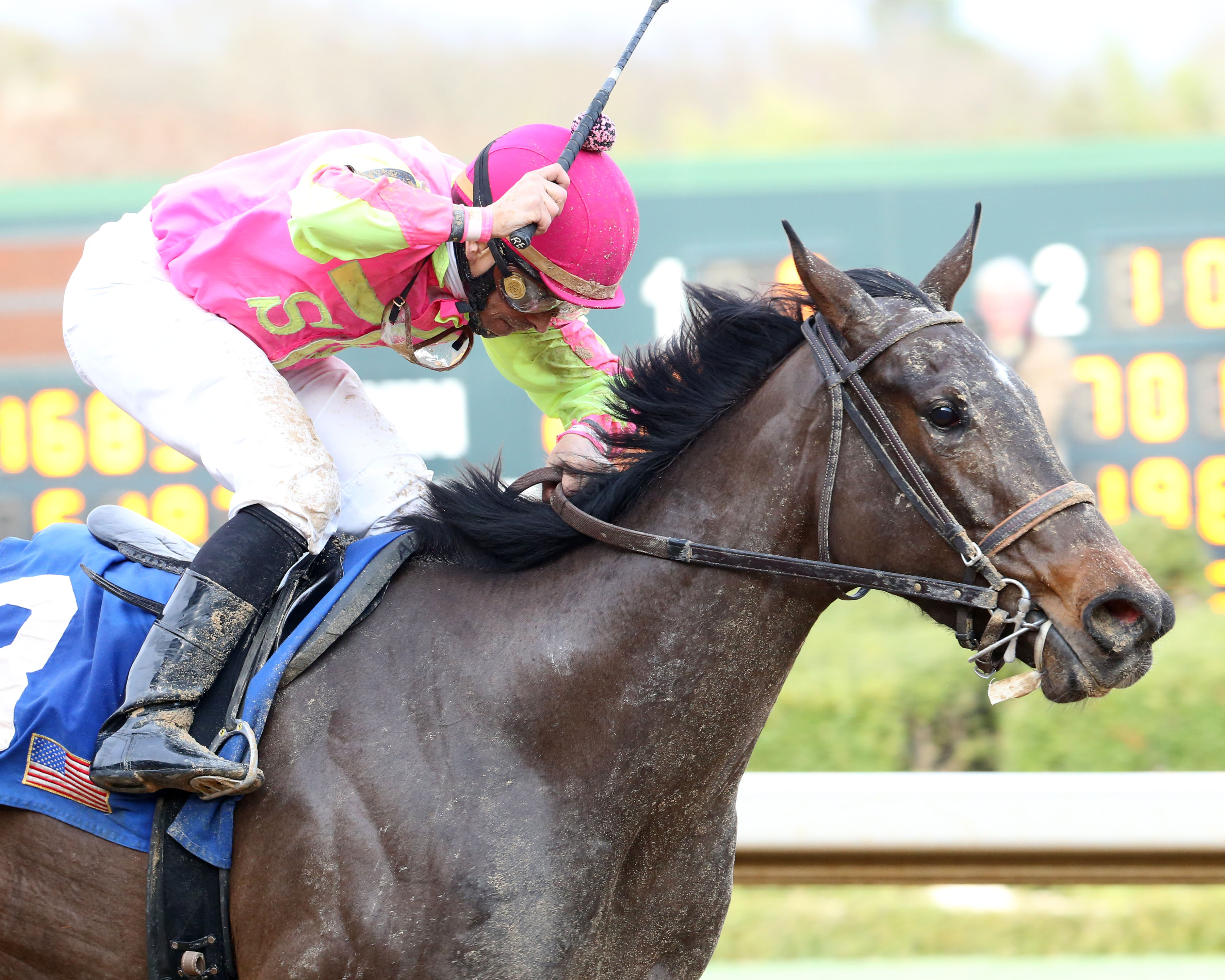 Cosmic Burst wins 2018 Honeybee