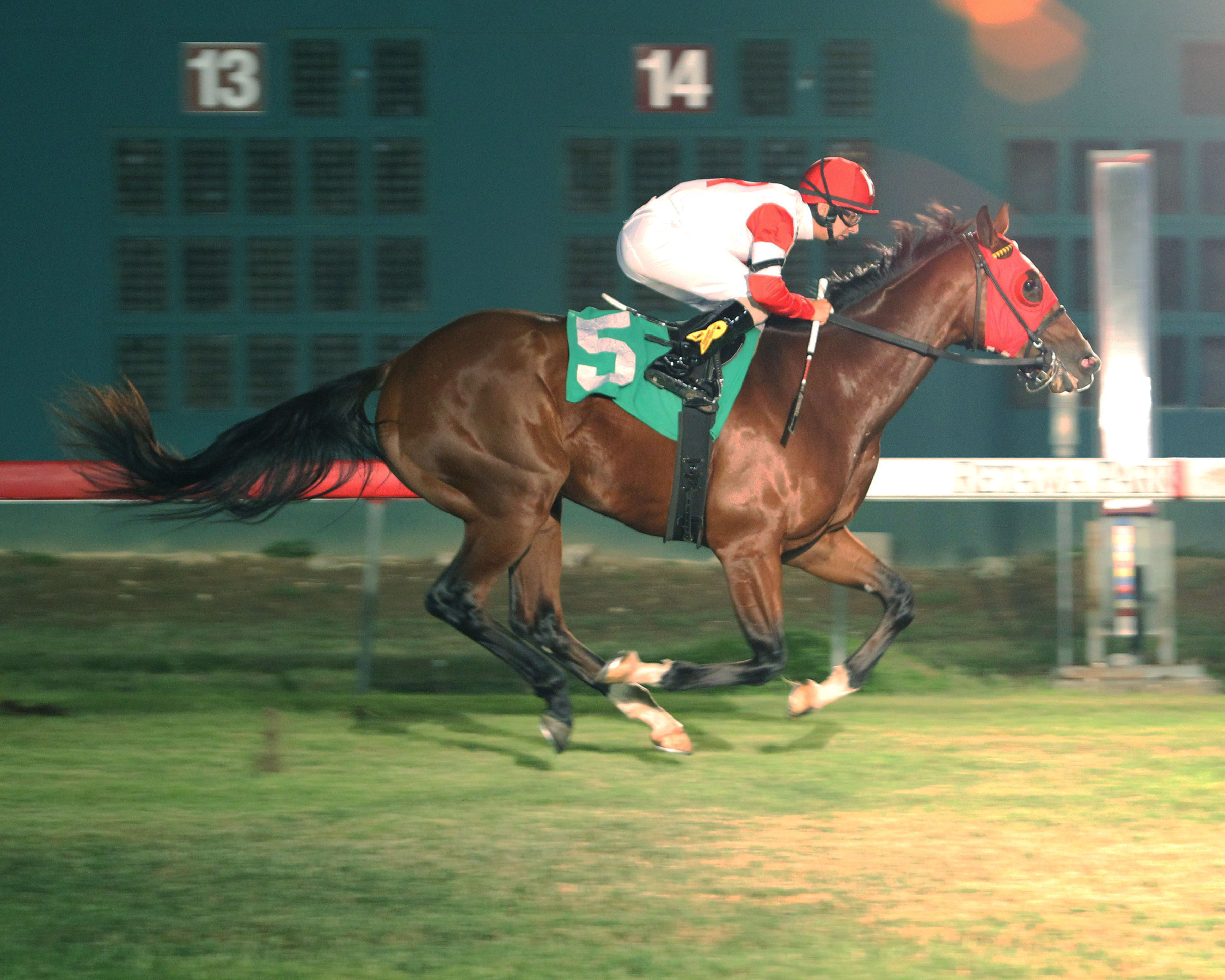 Crown the Kitten wins 2014 El Joven
