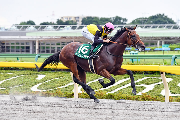 Cafe Pharoah wins the 2020 Unicorn Stakes at Tokyo Racecourse