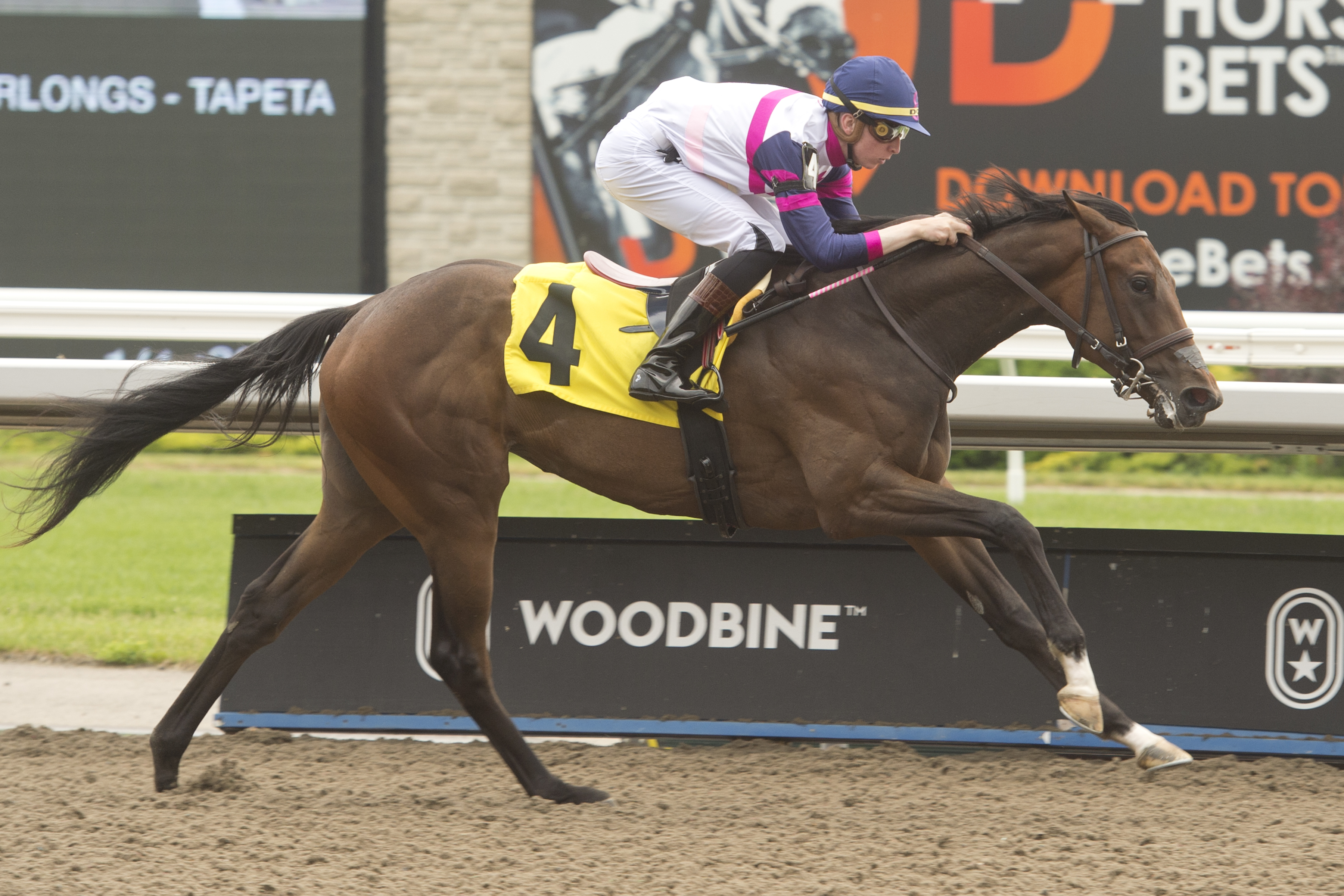 Cahira's Blessing wins a Woodbine maiden race on June 12 2022