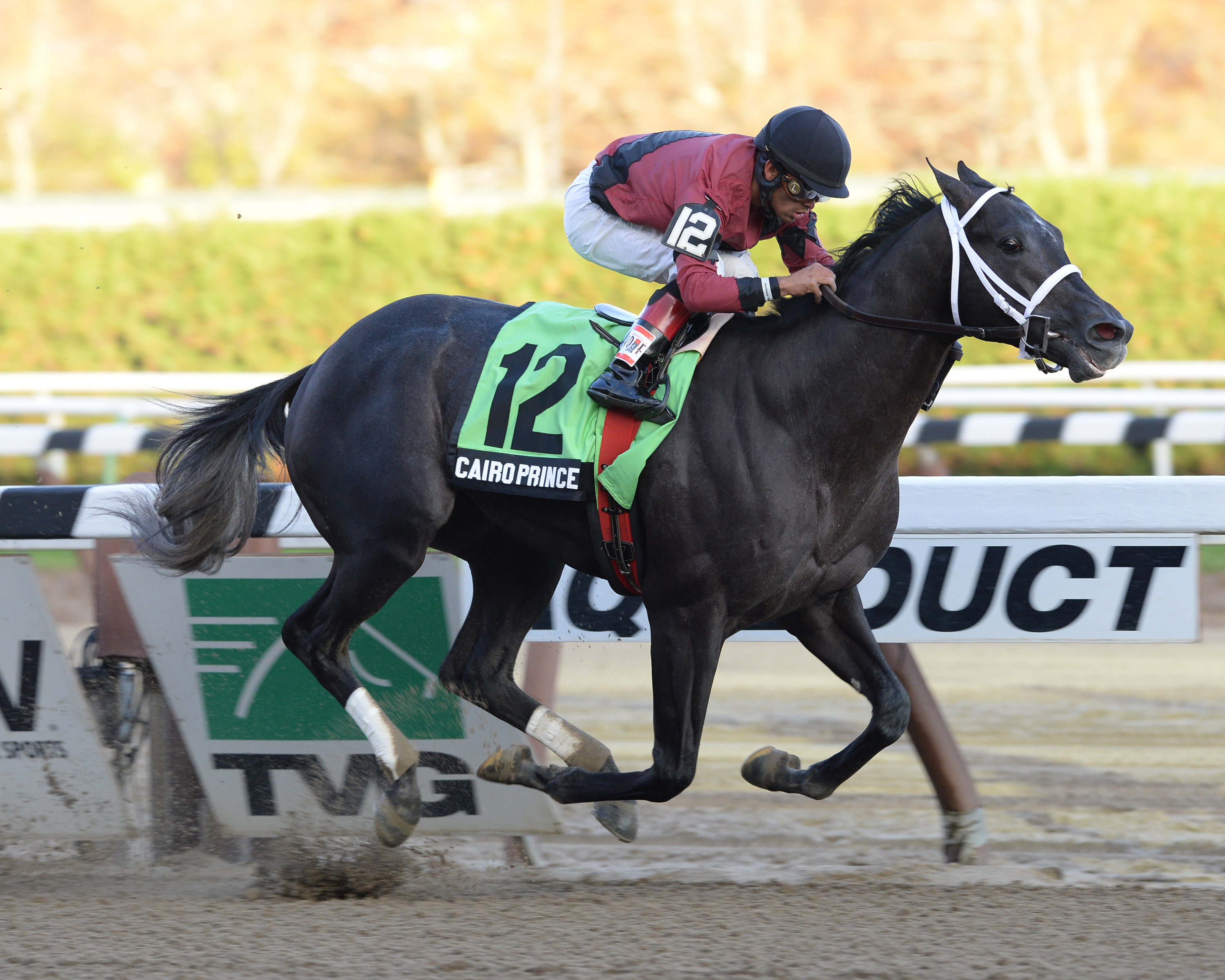 Cairo Prince, Nashua Stakes