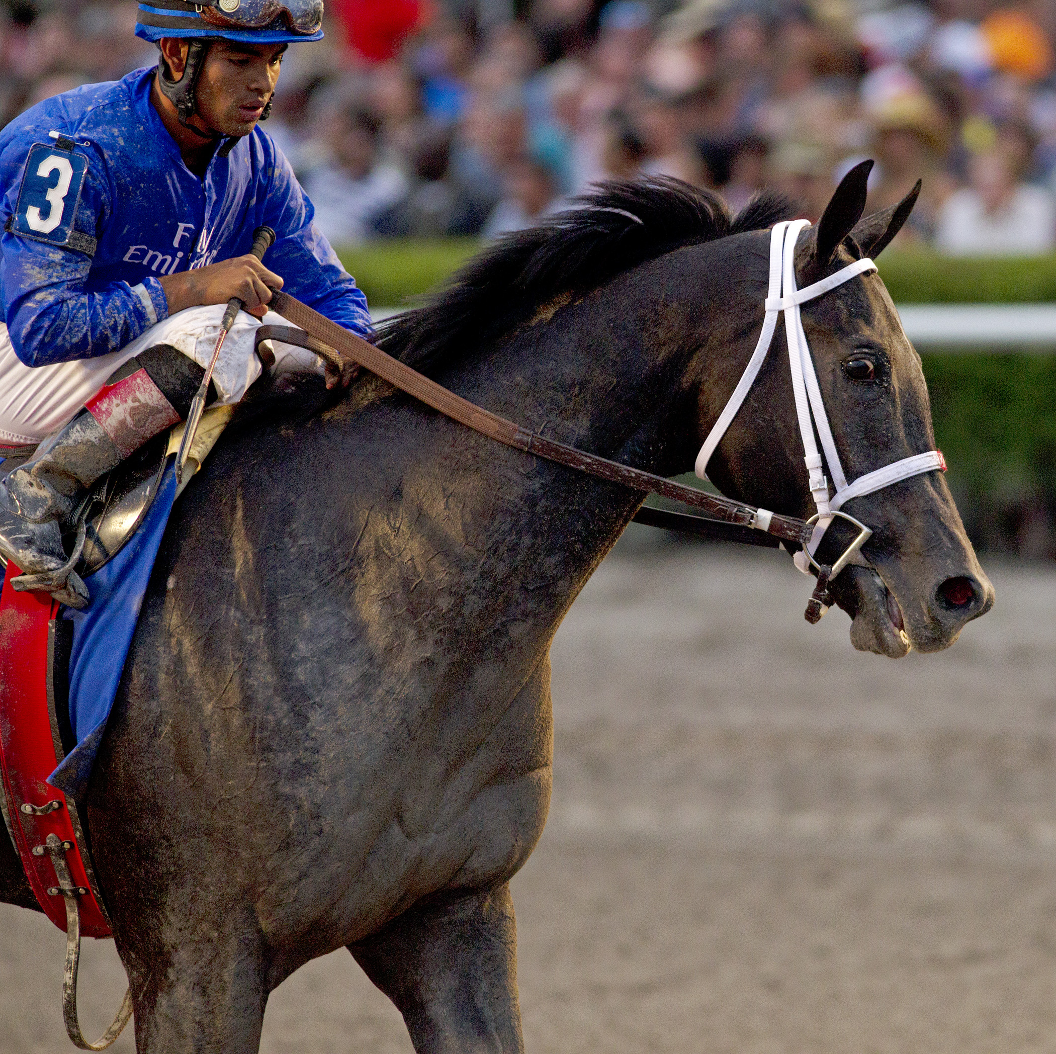 Cairo Prince finishes fourth in the Florida Derby