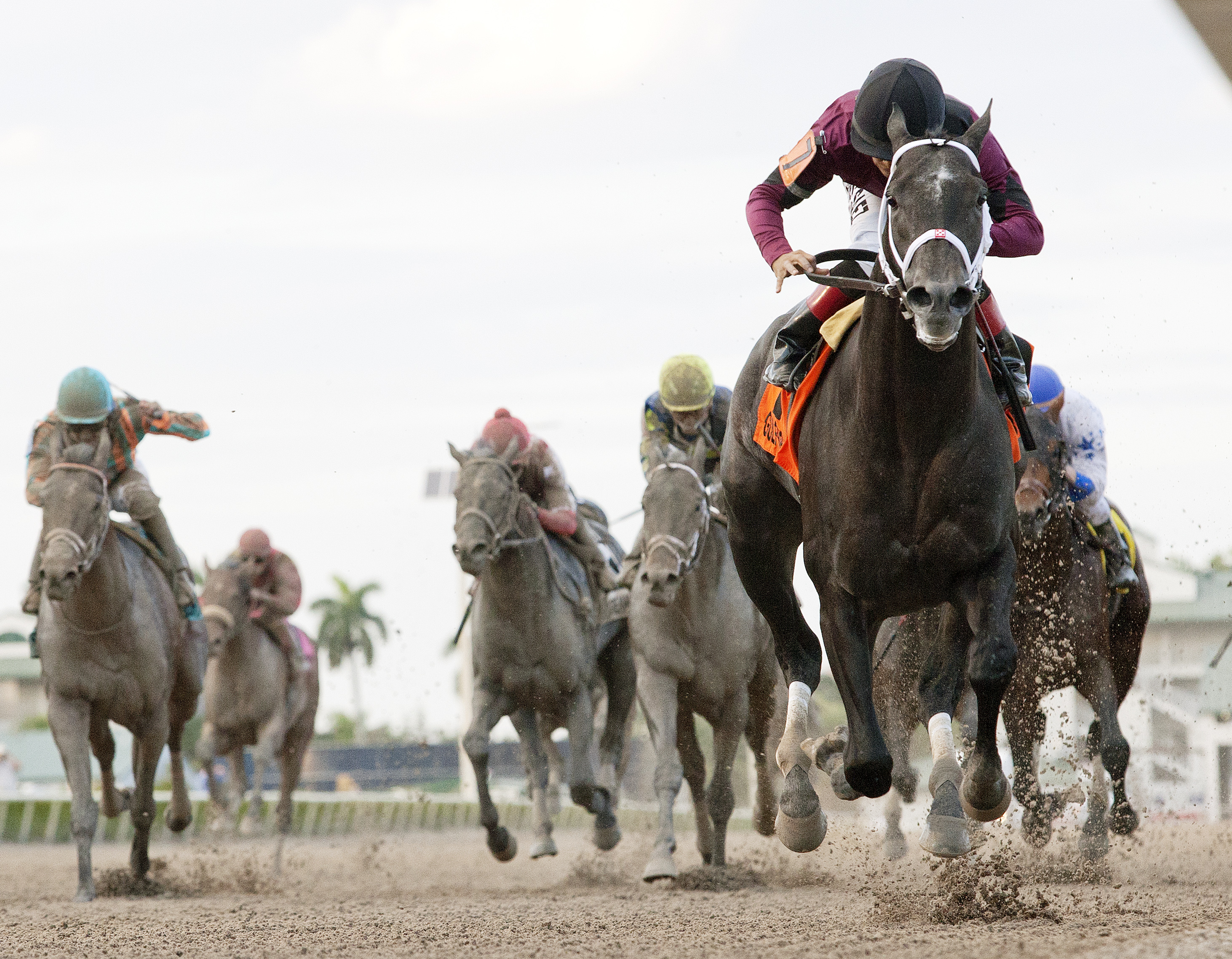 Cairo Prince wins the Holy Bull