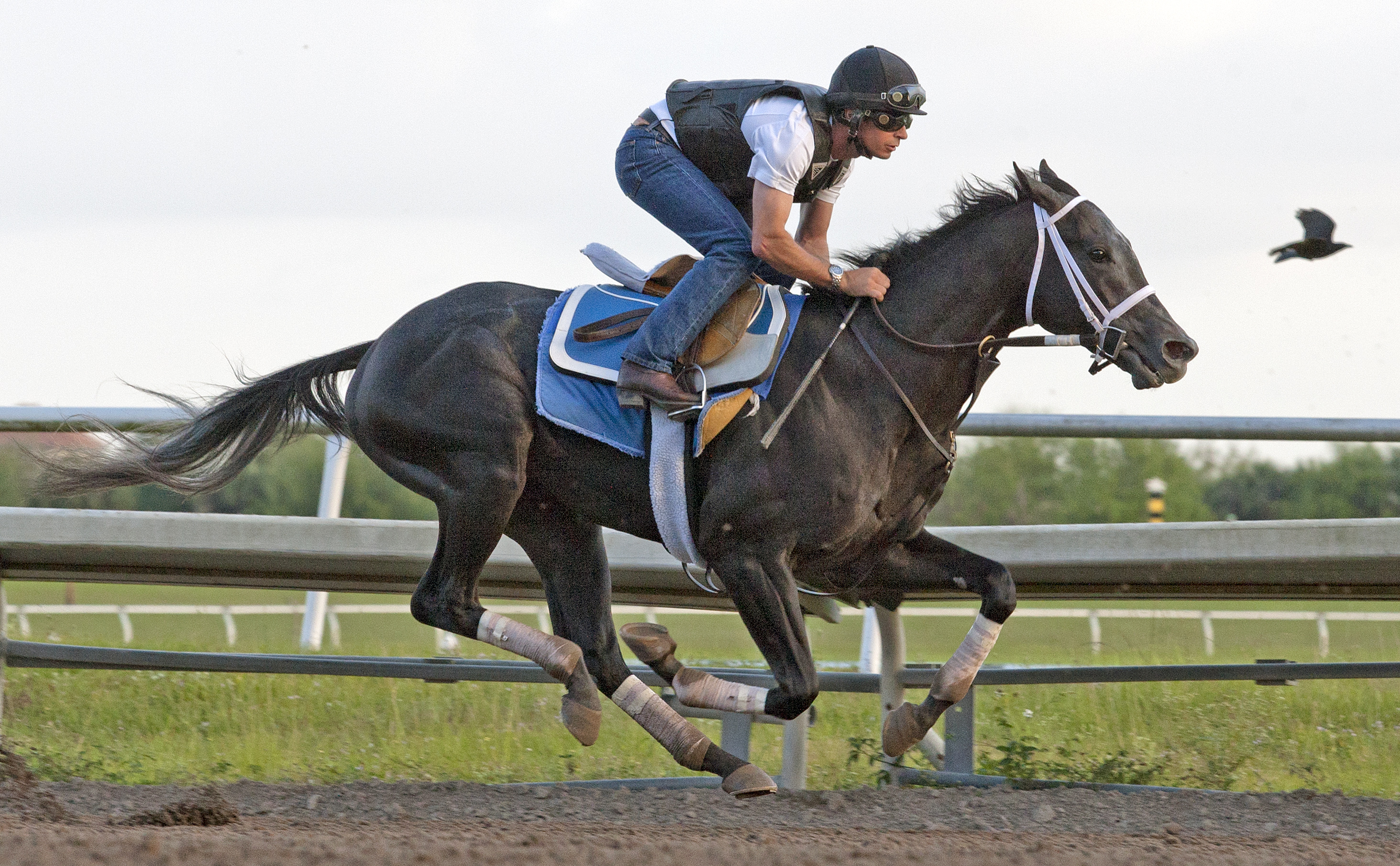 Cairo Prince trains at Palm Meadows