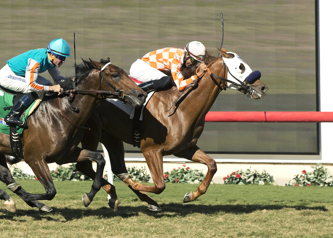 Calexman wins a Nov. 24 allowance
