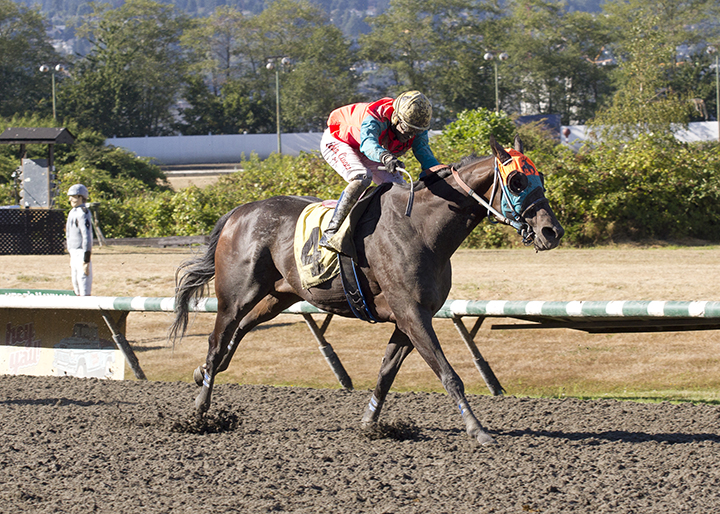 Calgary Caper wins the 2018 British Columbia Classic at Hastings Racecourse