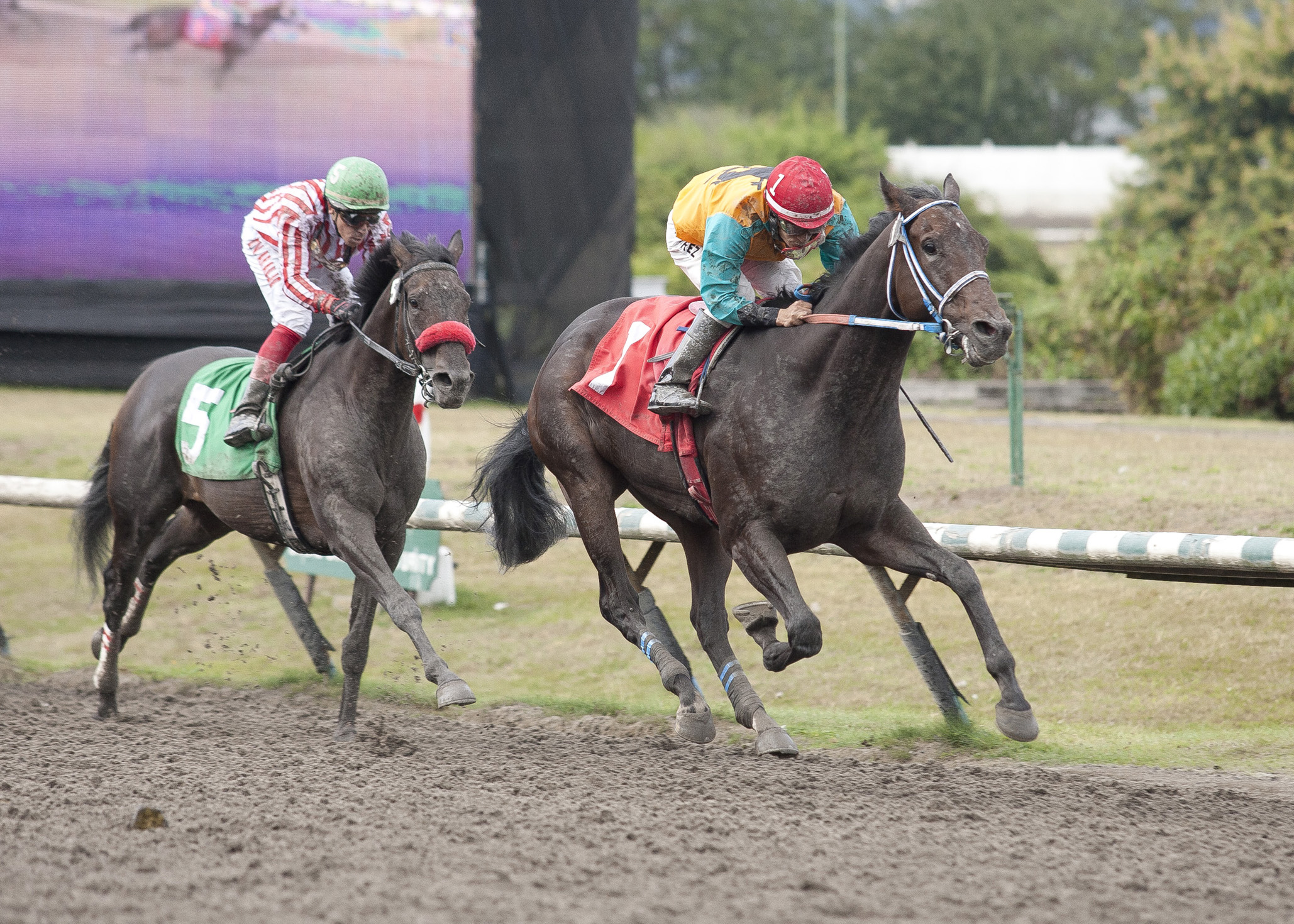 Calgary Caper wins the S. W. Randall Plate