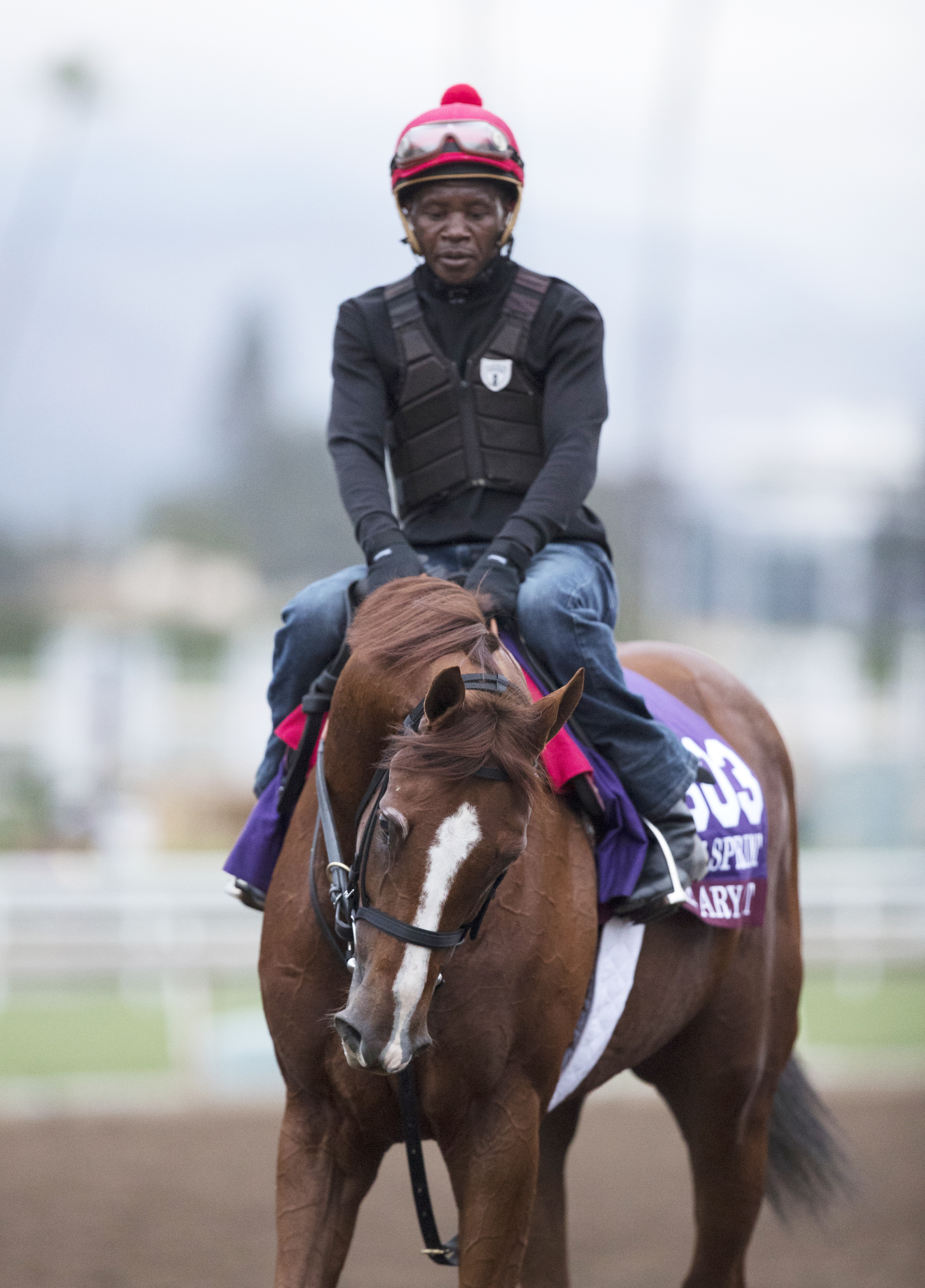 Calgary Cat at Santa Anita Park on Oct. 30