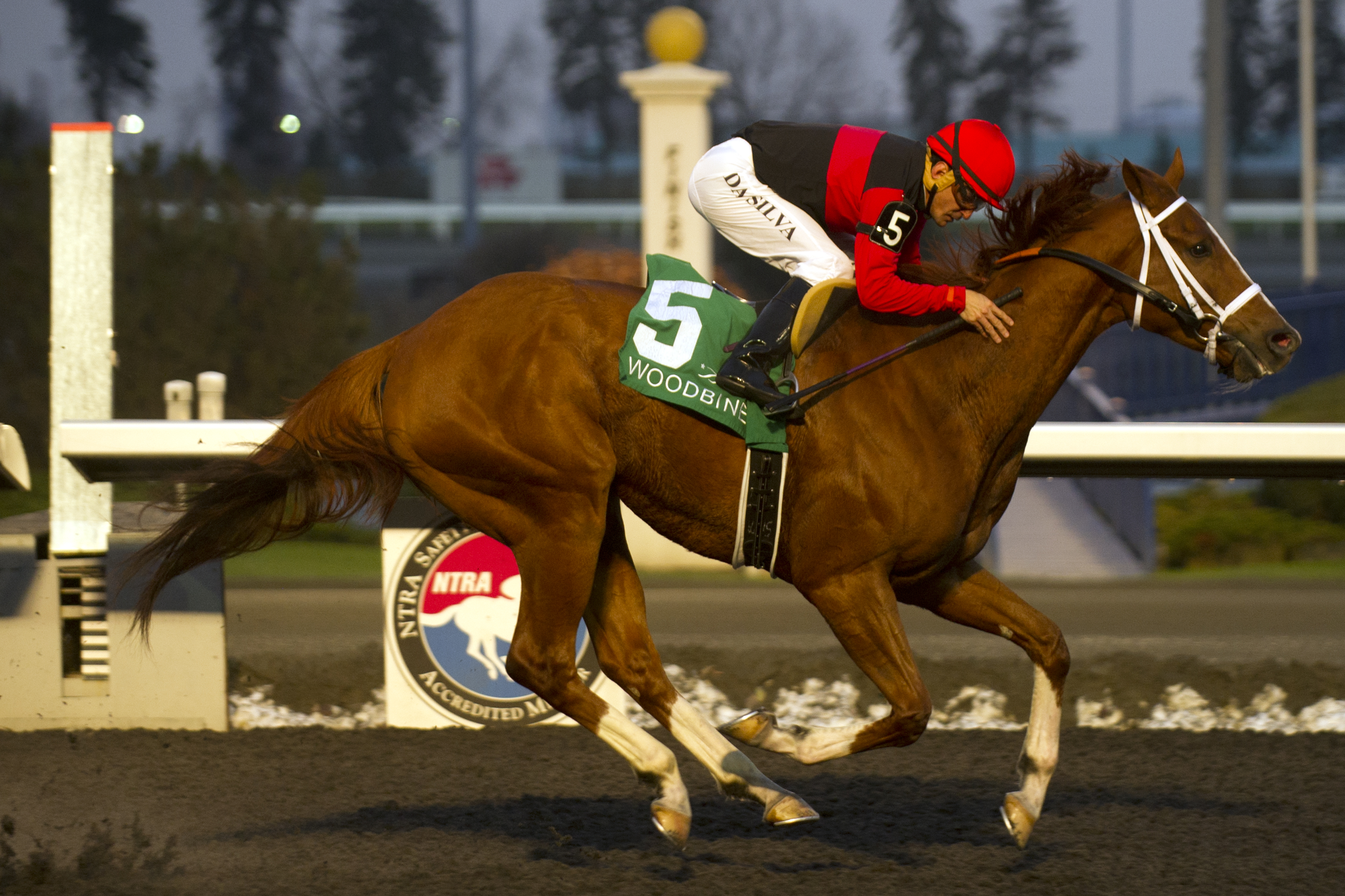 Calgary Cat wins 2014 Kennedy Road
