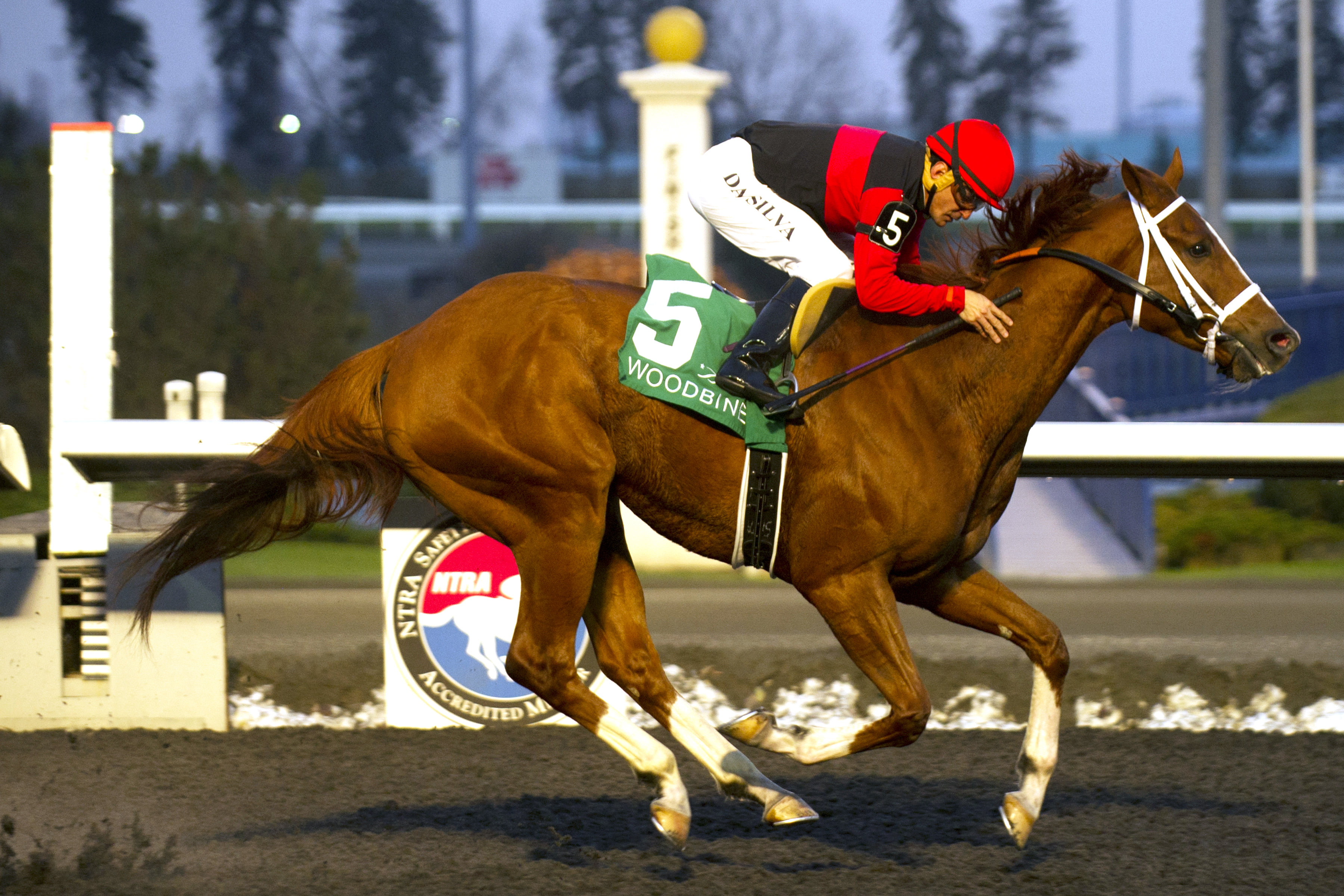 Calgary Cat wins the Kennedy Road Stakes
