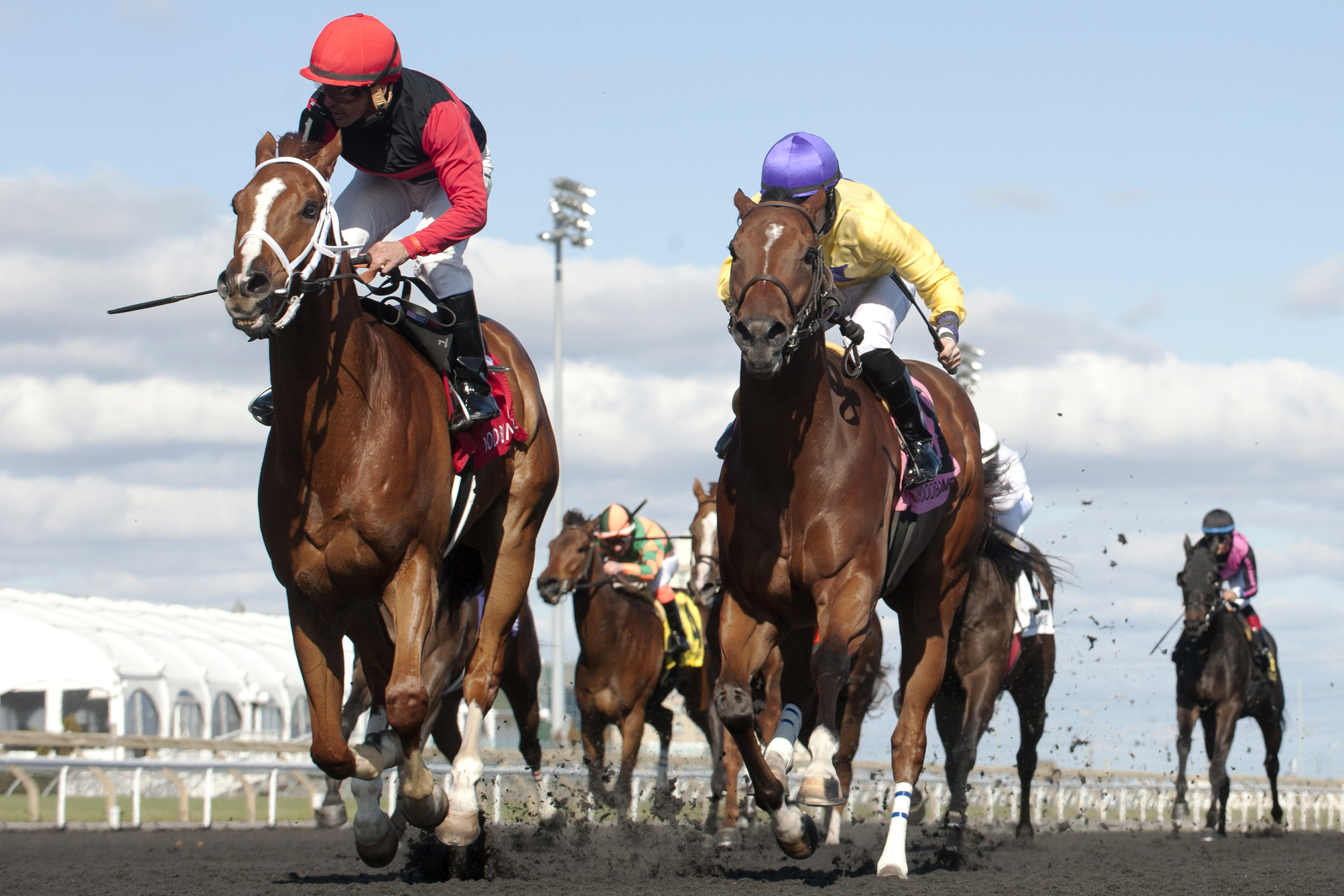 Calgary Cat wins the Jacques Cartier Stakes